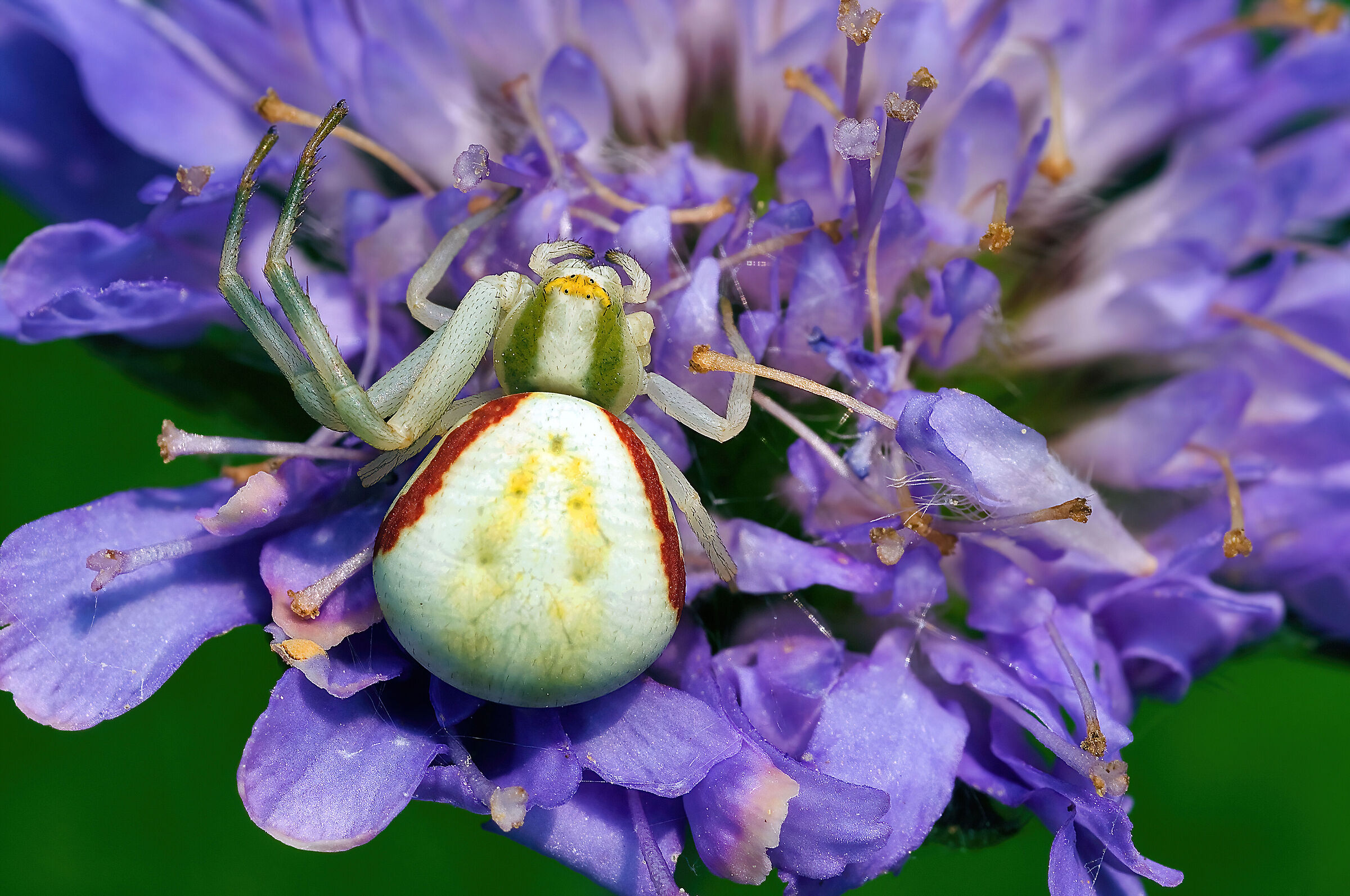 ragno Tomiside, Misumena vatia
