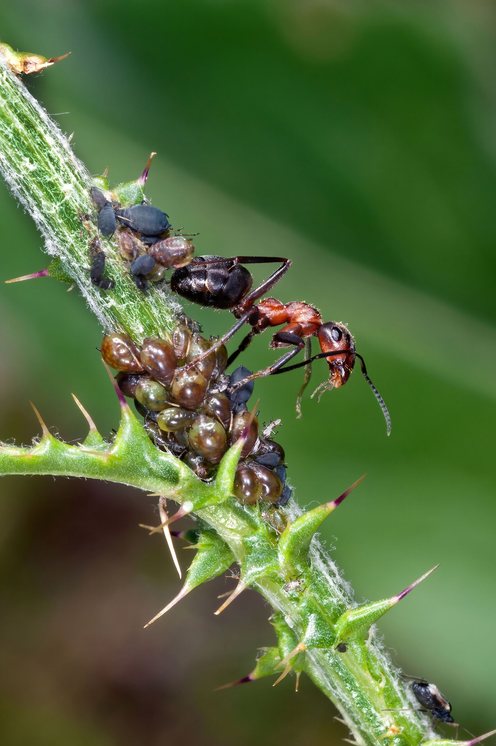 Formica rossa e Afidi