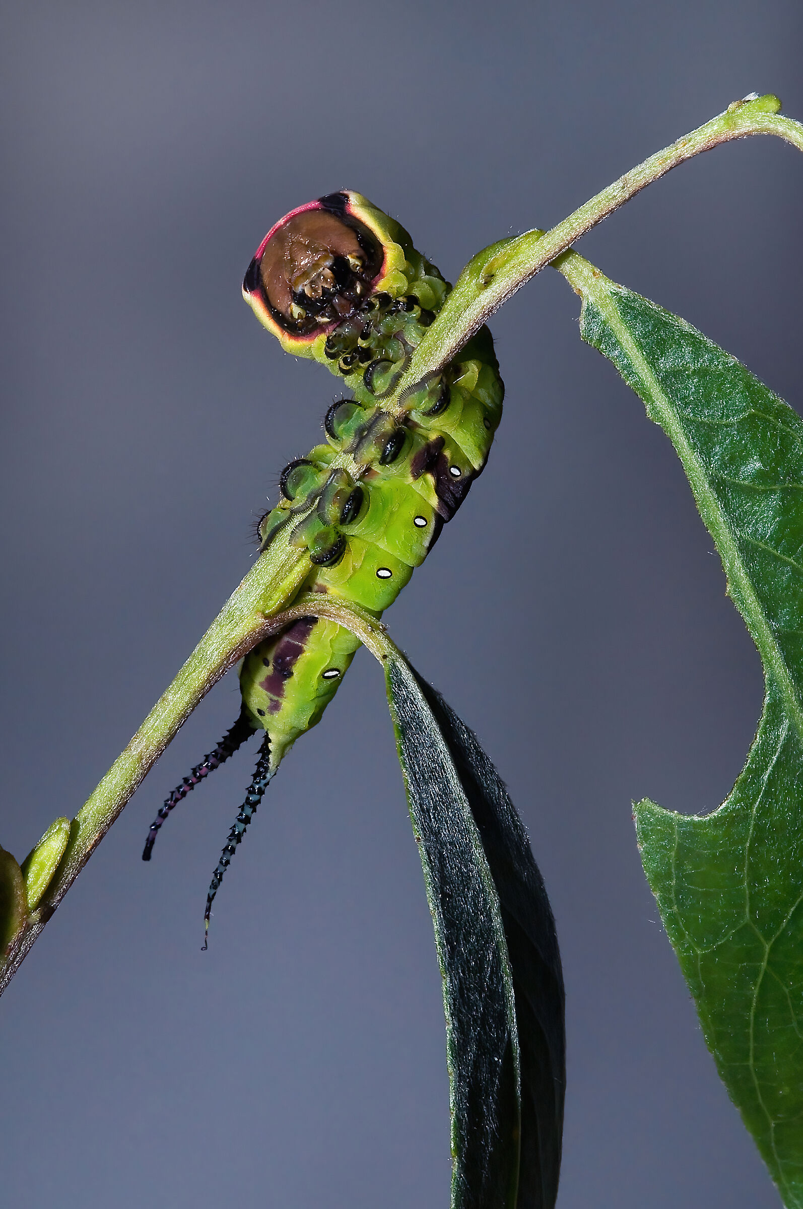 bruco di Arpia (Cerura vinula)
