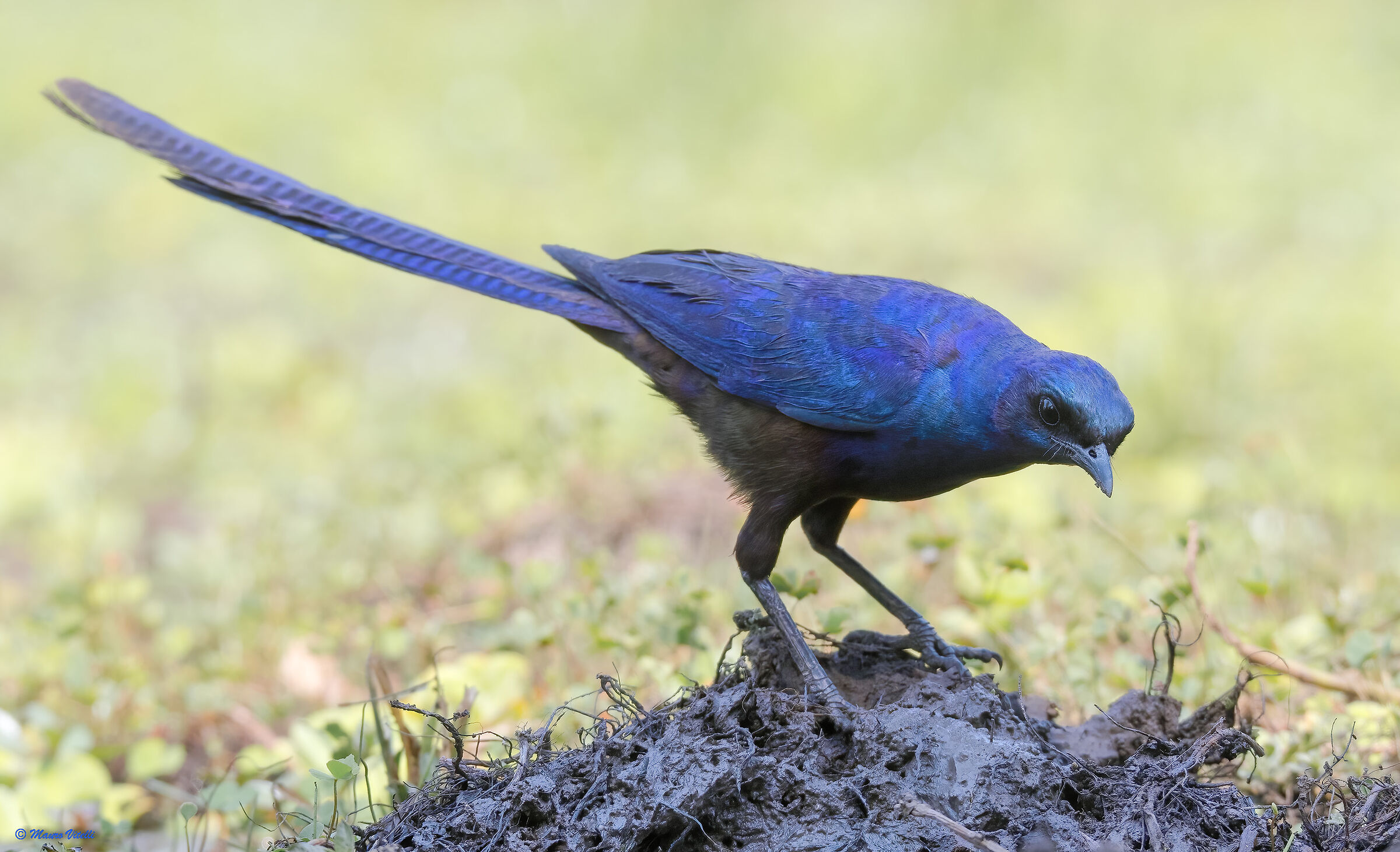 Meves splendid starling (Lamprotornis mevesii)