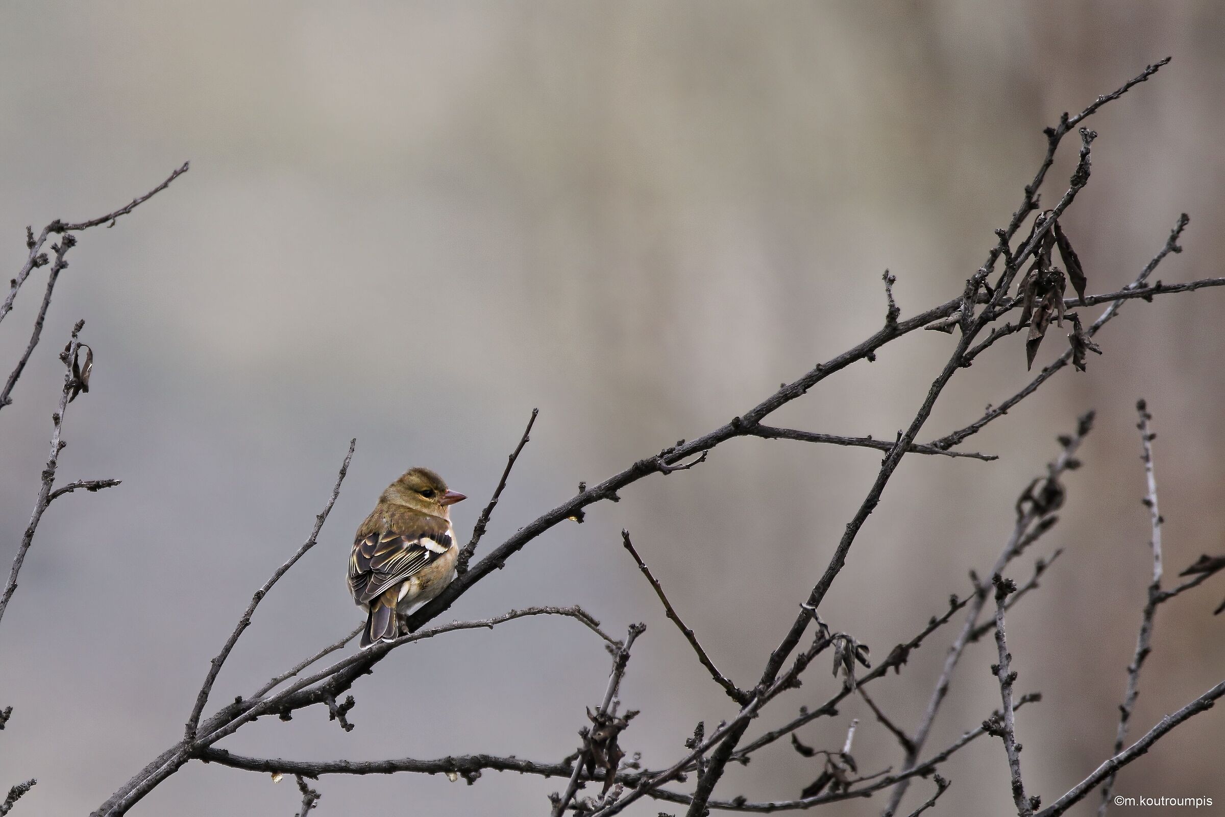 little sparrow perching