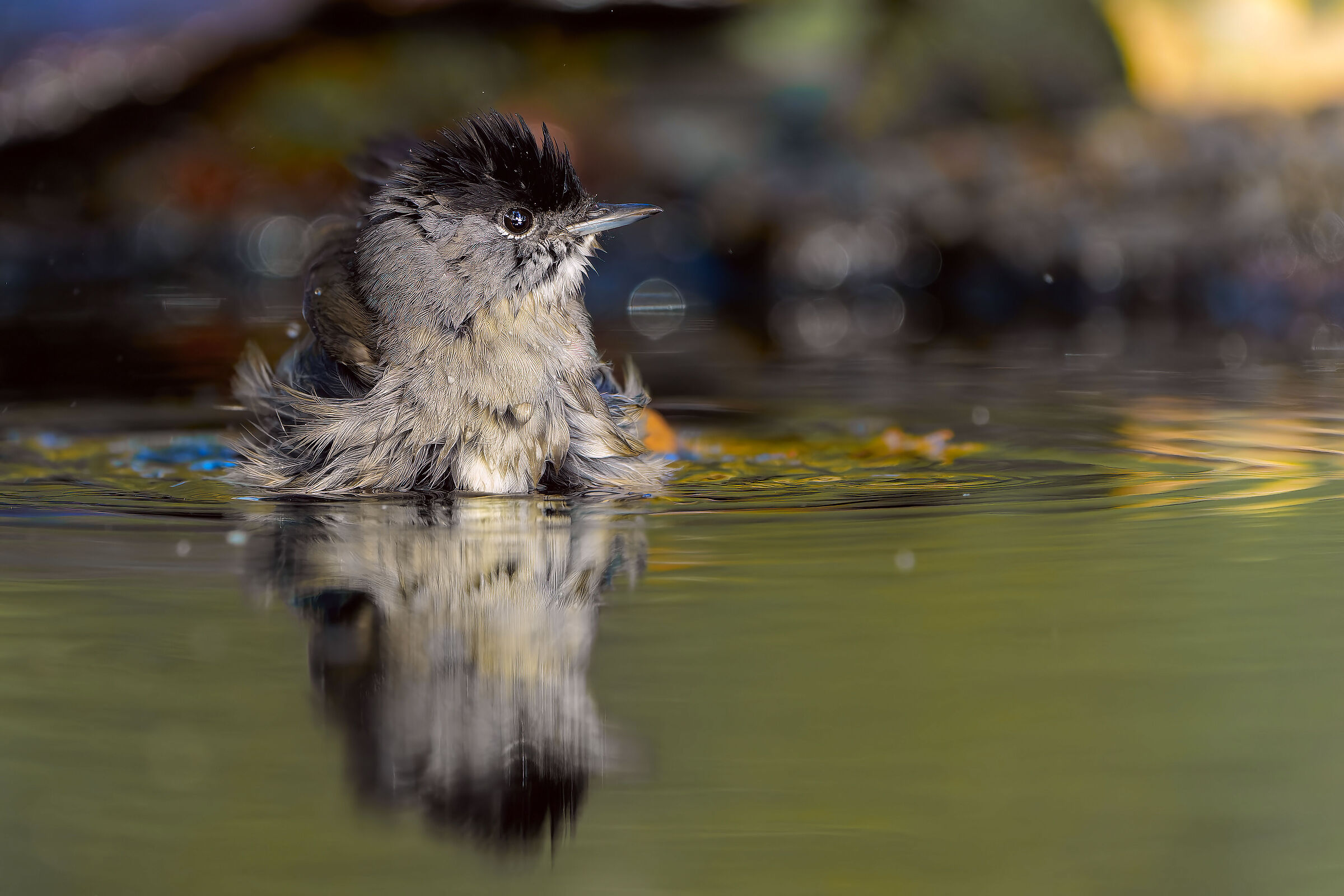 BLACKCAP male