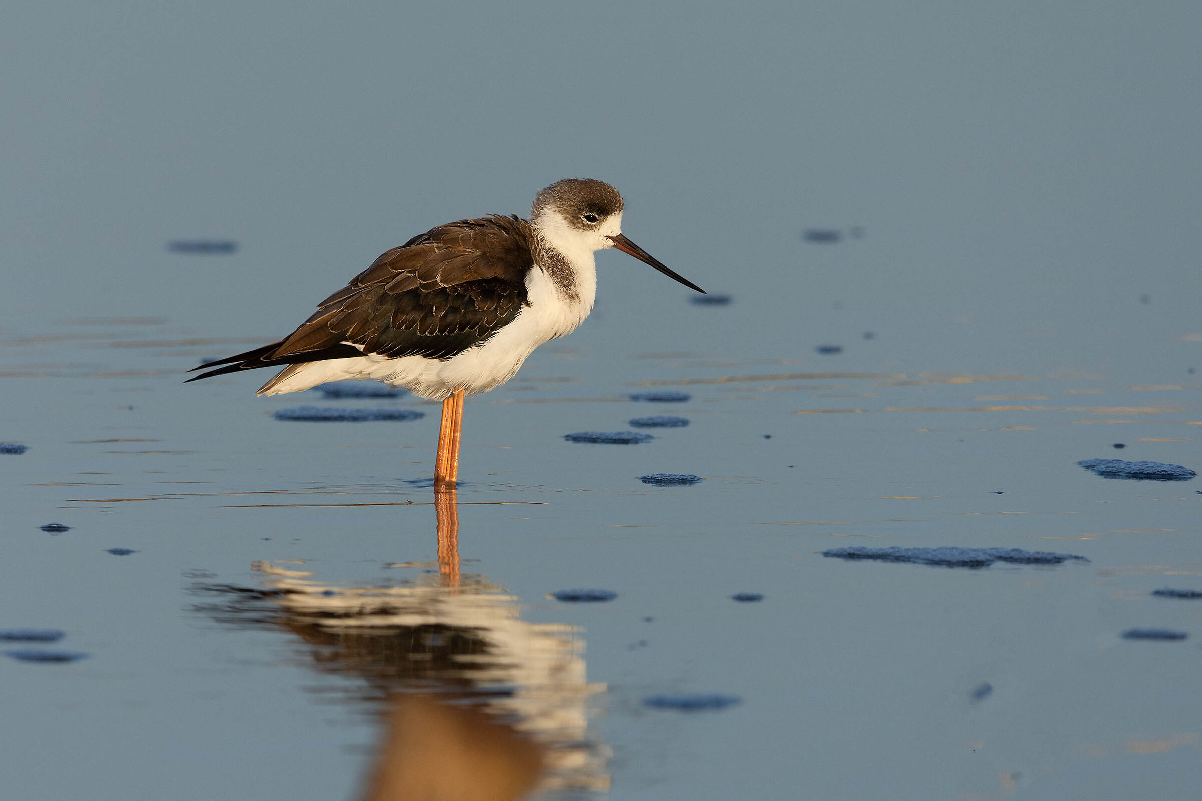 Giovane sonnecchiante