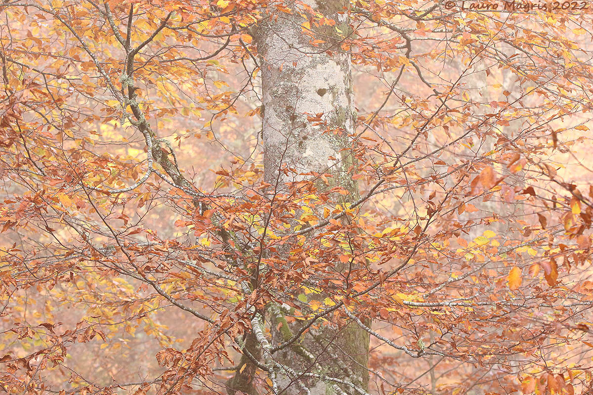 Foliage nella nebbia
