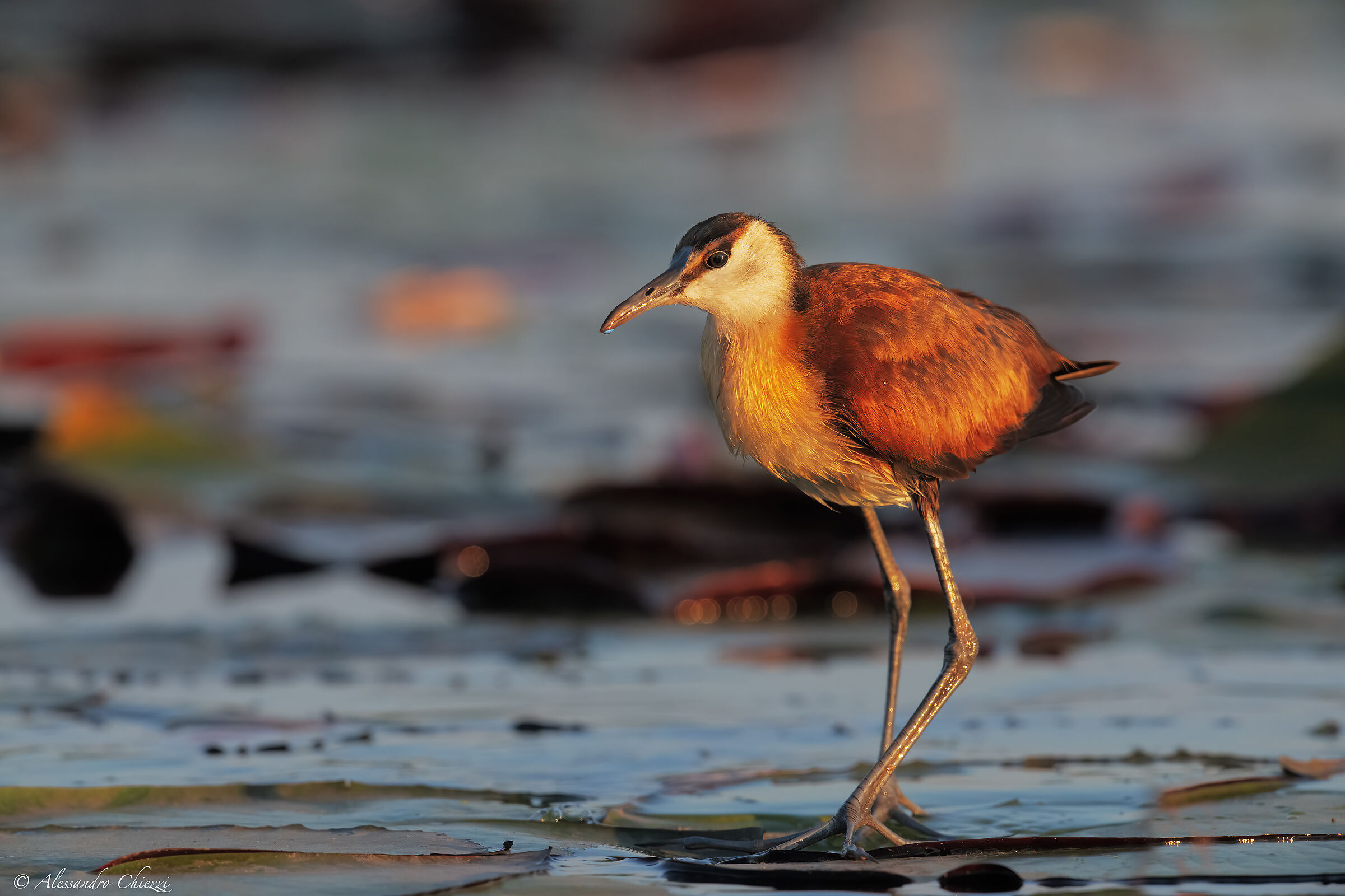 African Jacana