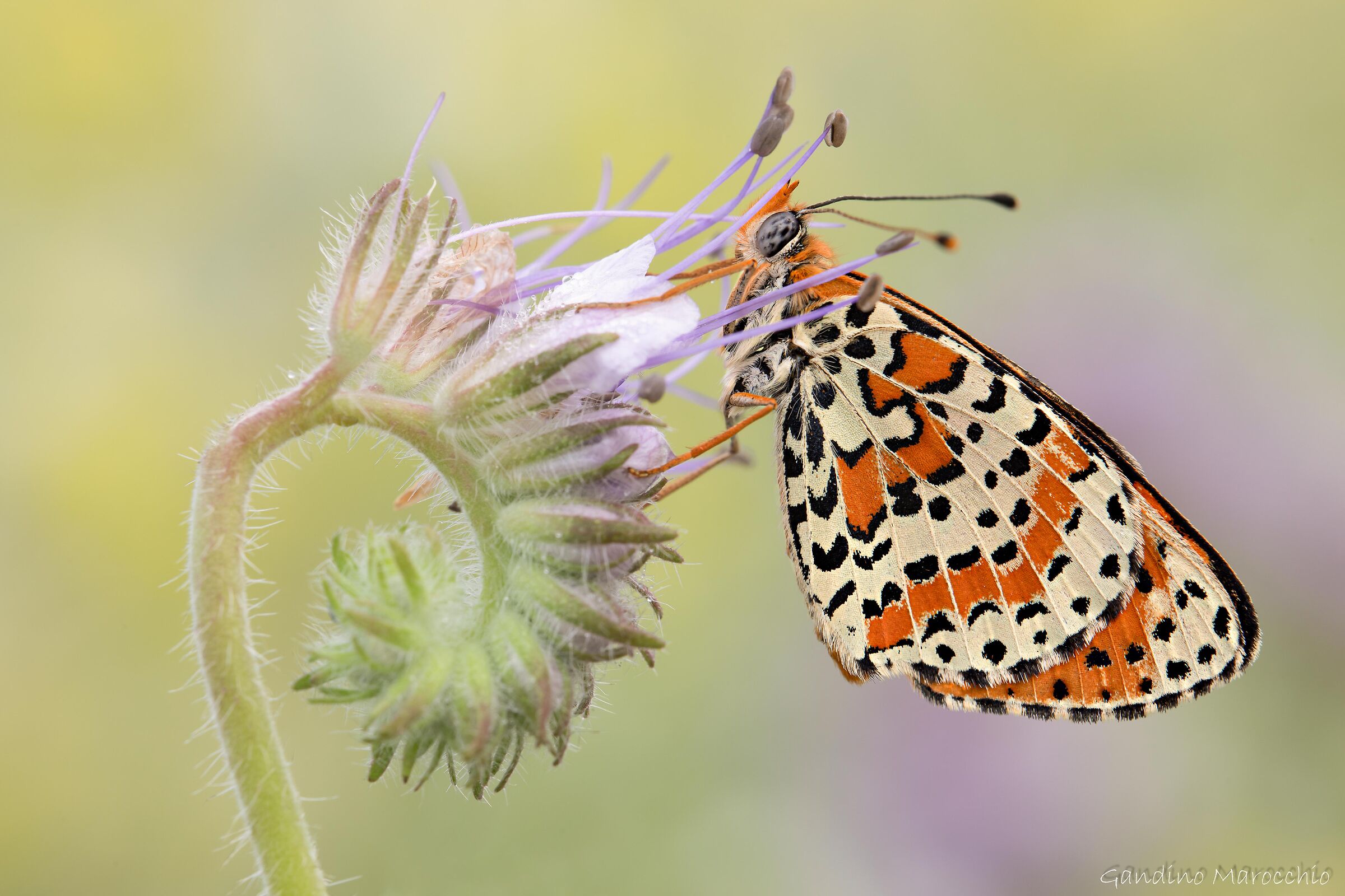 Melitaea Dydima