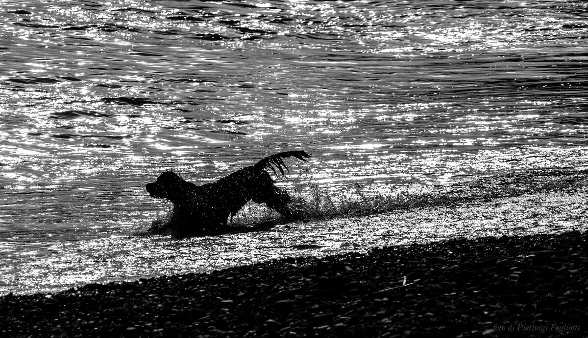 Silver Race