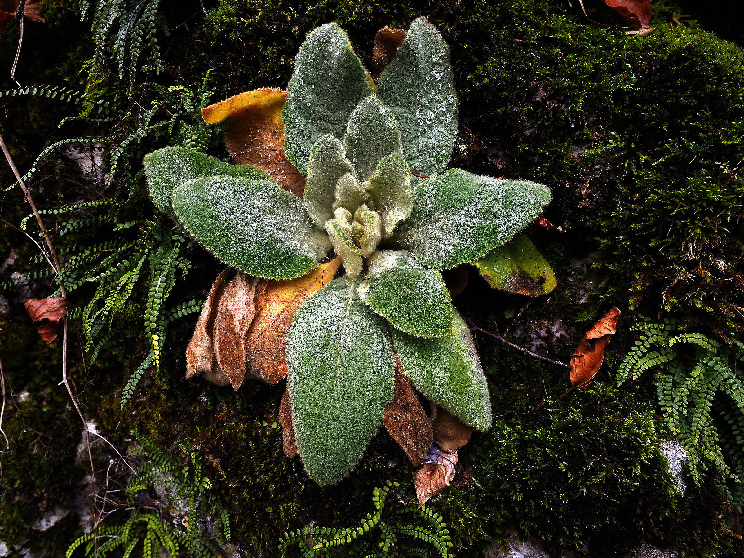 Sottobosco