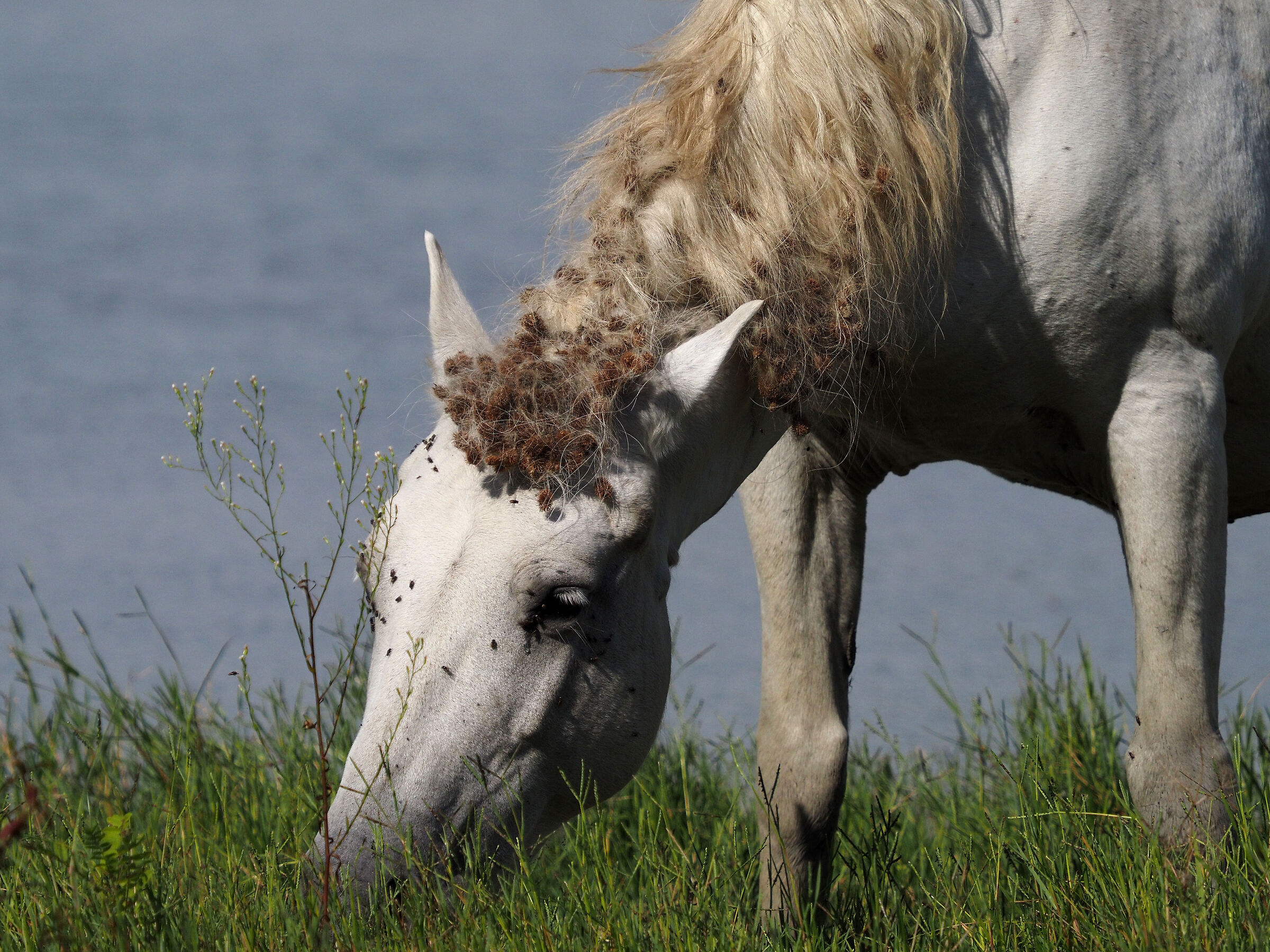 Cavalli della Camargue allo stato brado