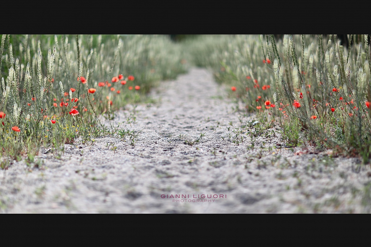 The Road to Happiness...