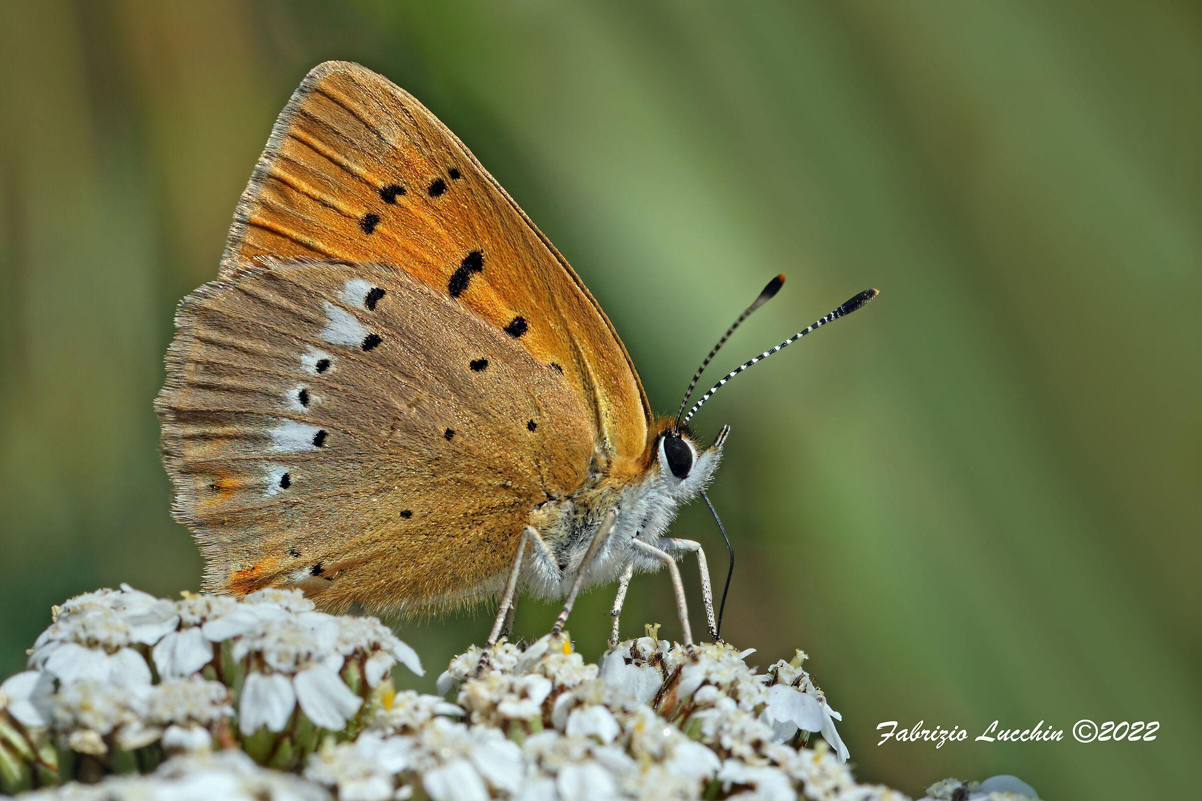 Lycaena virgaureae