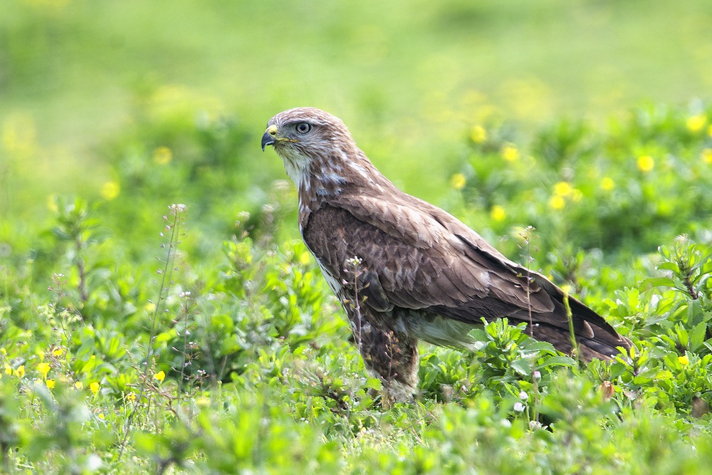 buzzard
