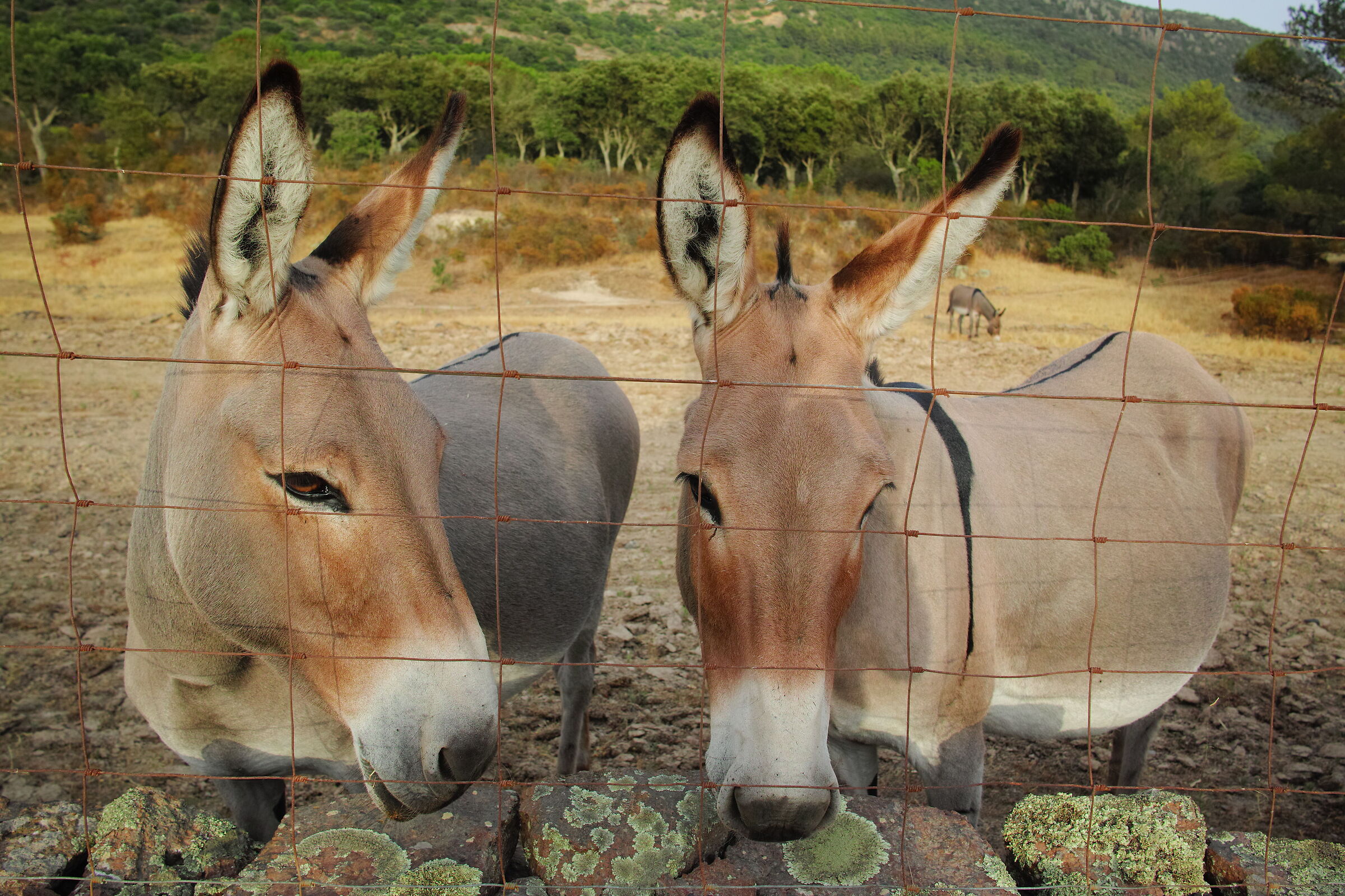 Free in the countryside of Sardinia