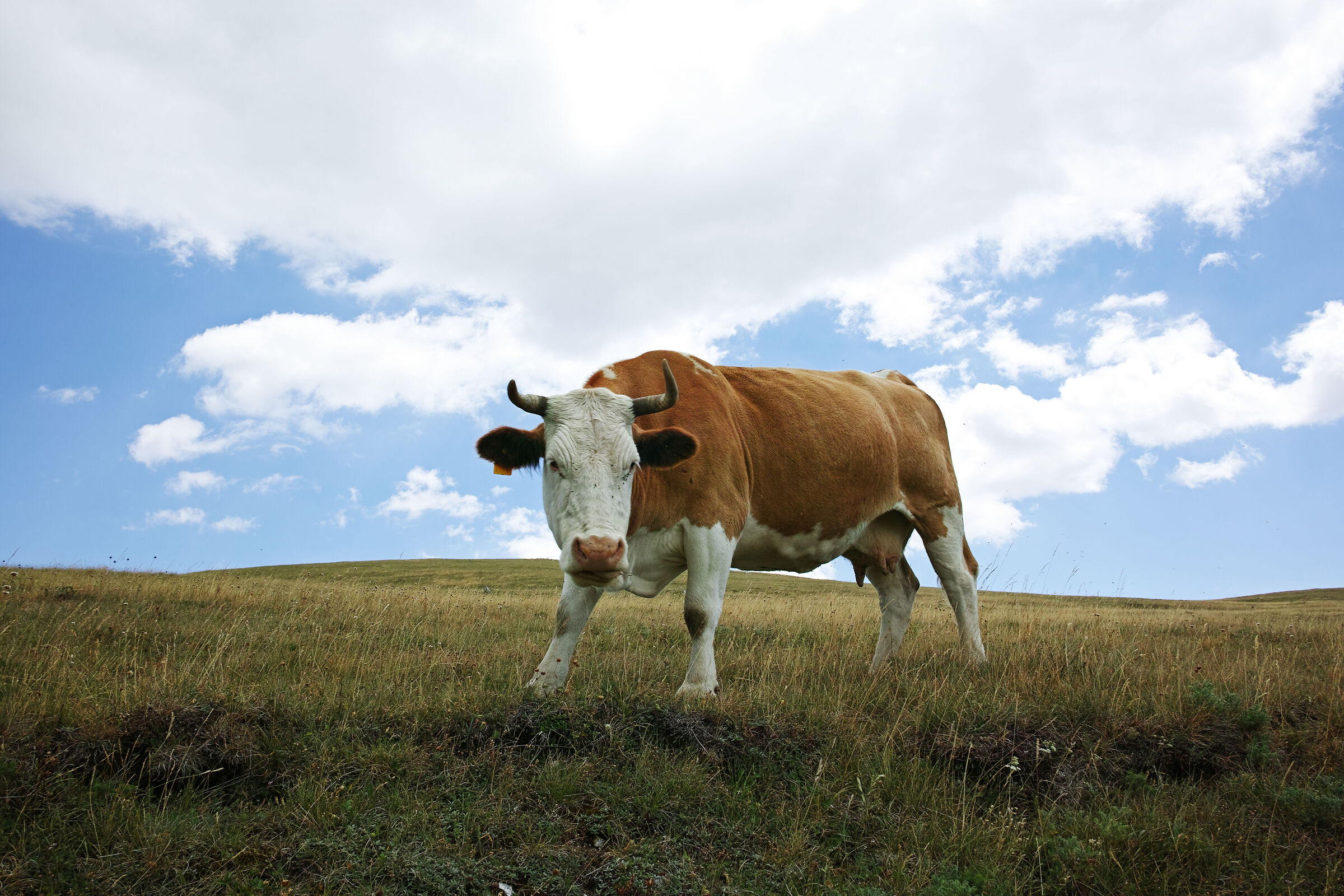 Pasture in Campo Imperatore