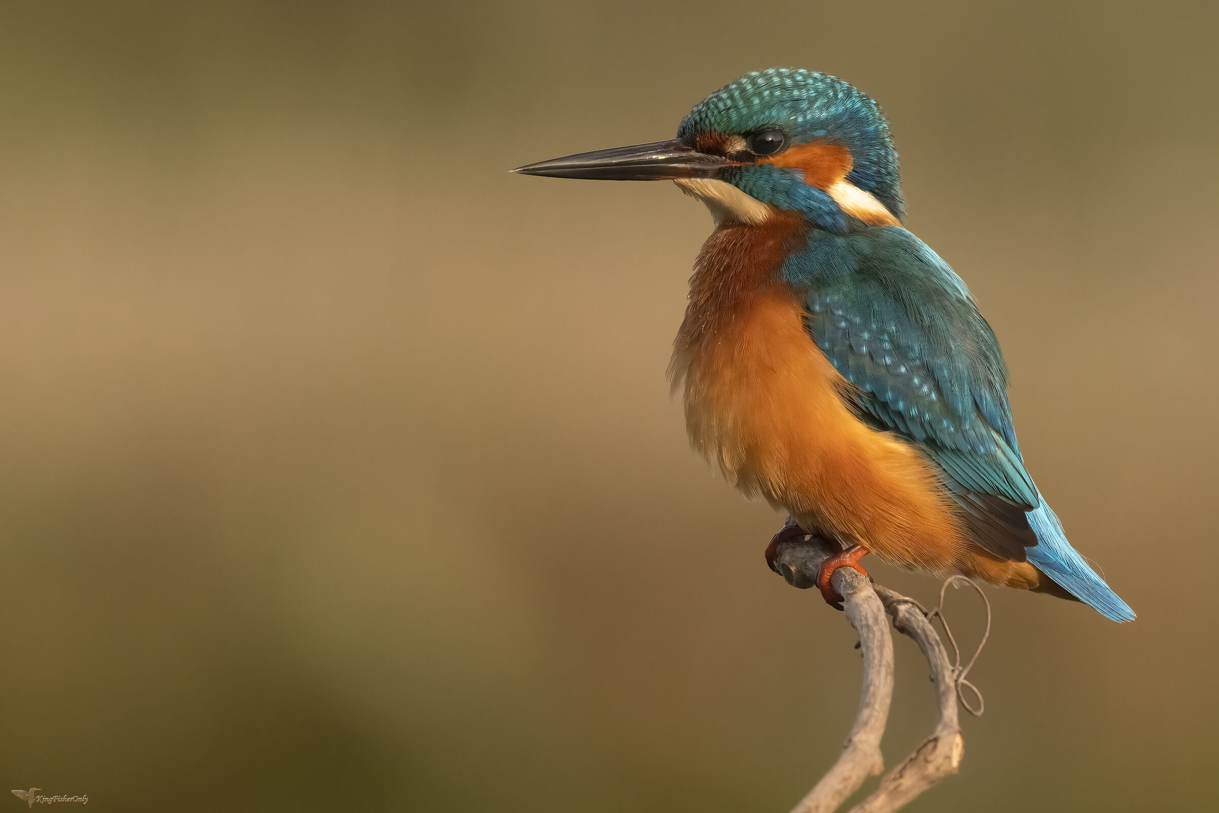 Kingfisher