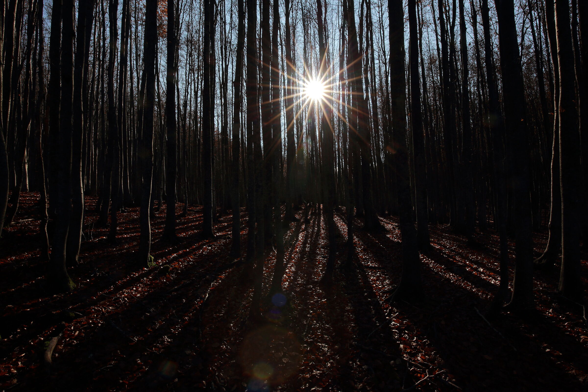 Ssst! The sun and autumn in the beech forest