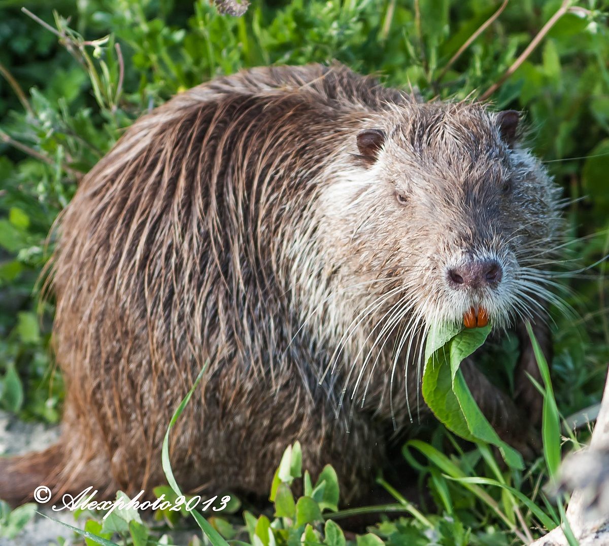 simpatica ma molto distruttiva