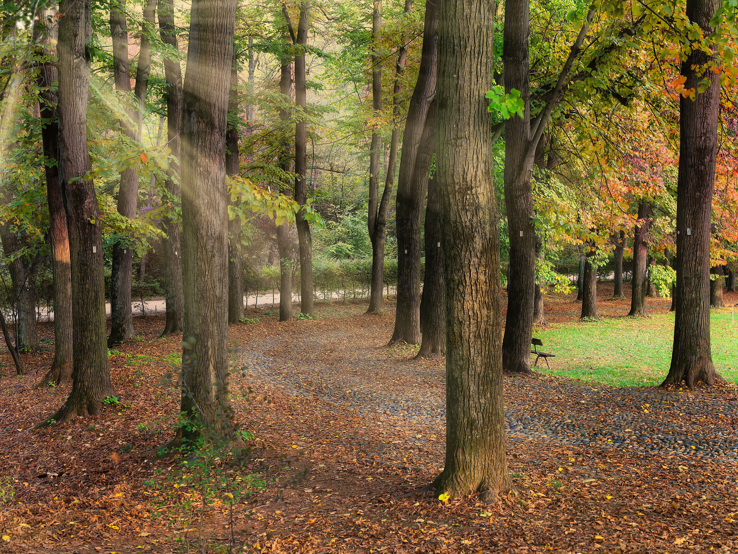 Natural Park "La Mandria"