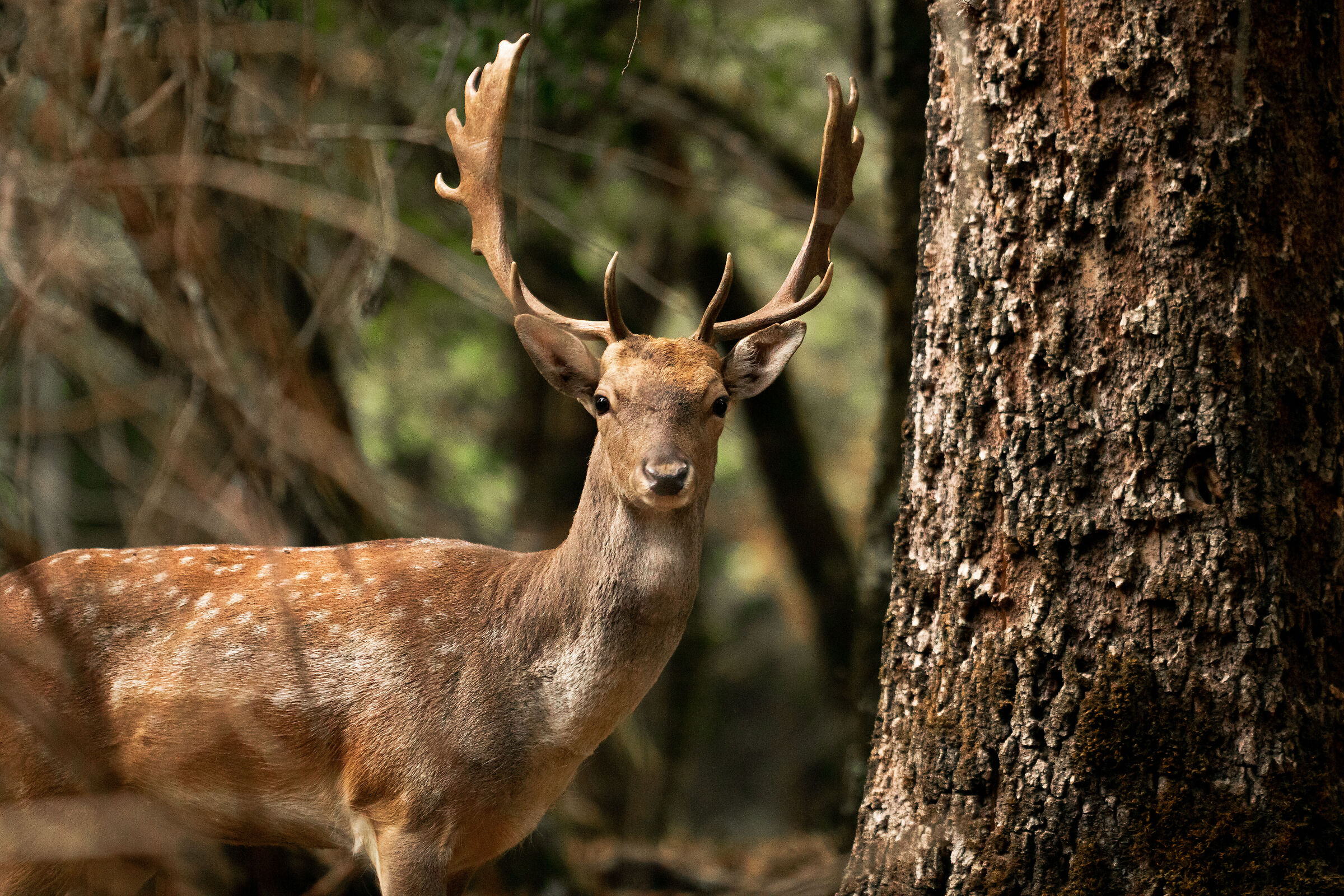 The fallow deer