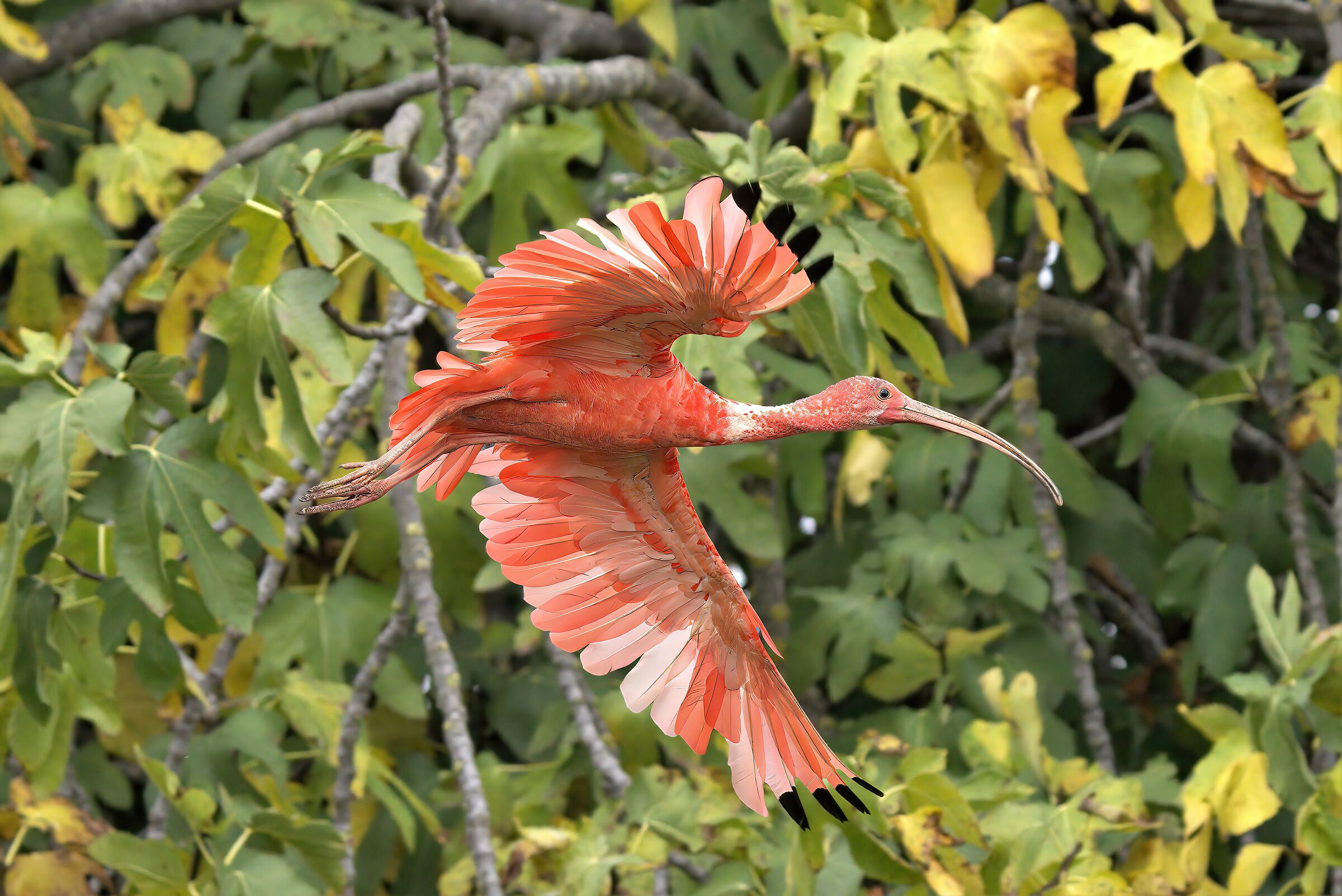 Scarlet ibis on fig tree