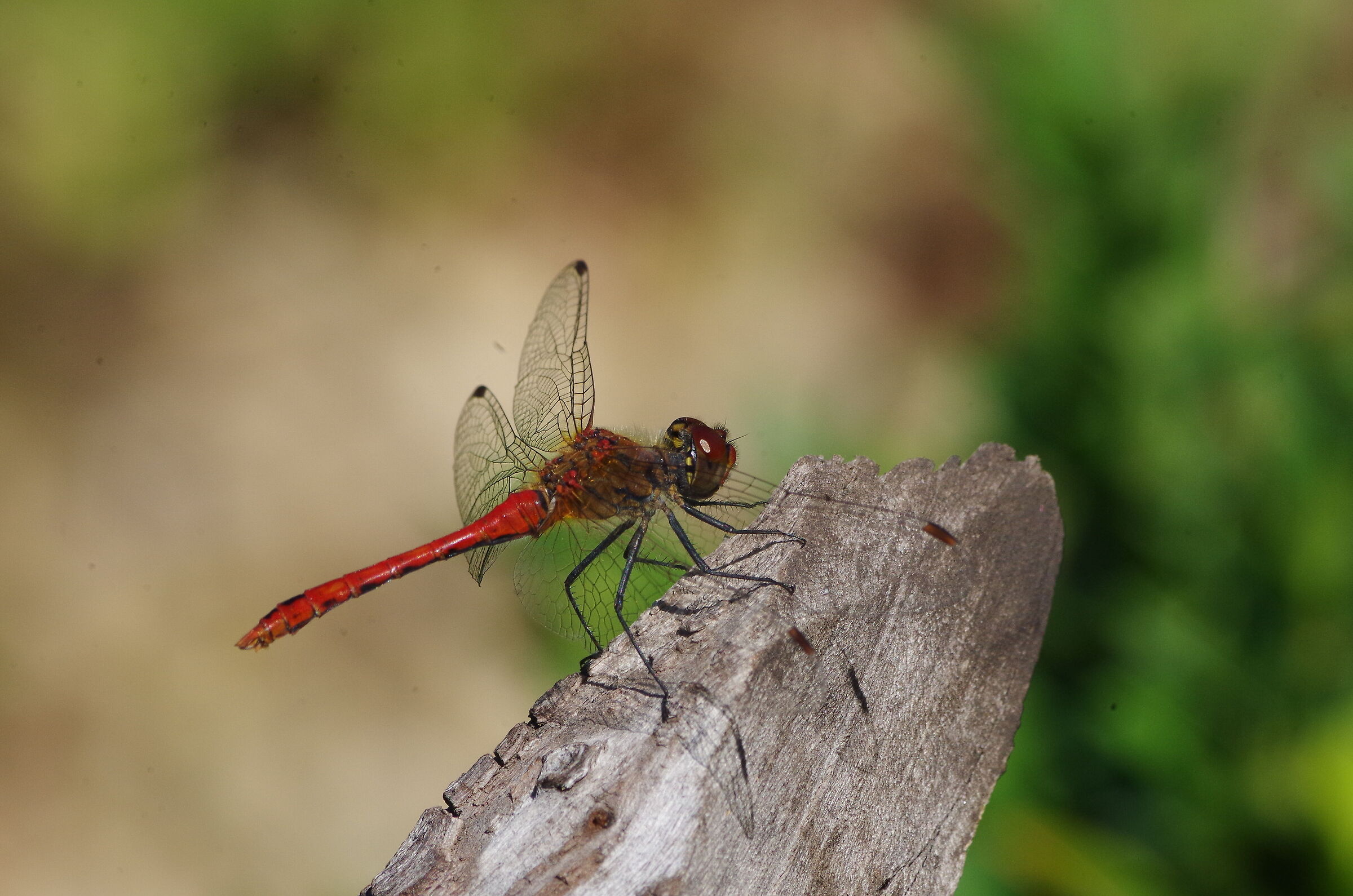 Dragonfly