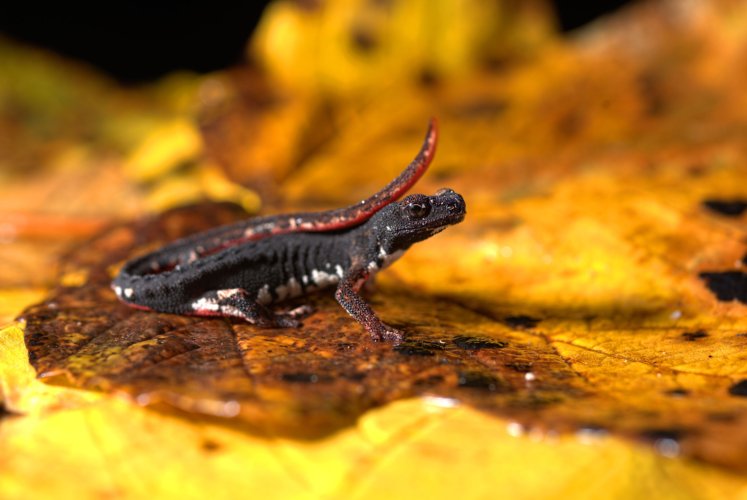 Salamandrina dagli occhiali