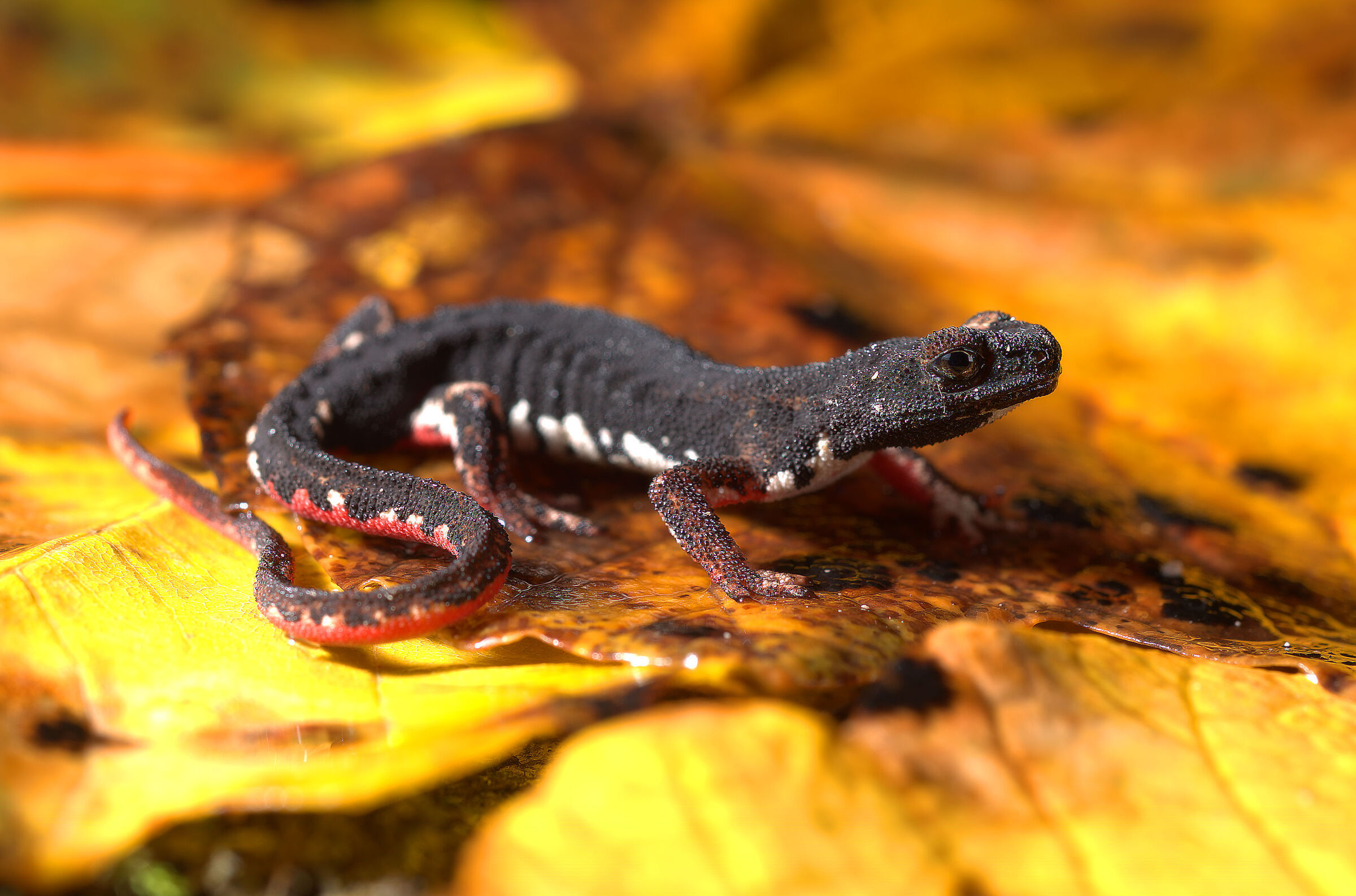 Salamandrina dagli occhiali