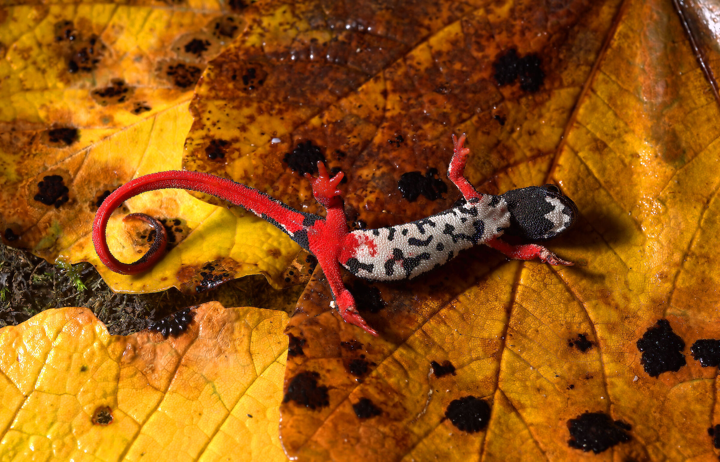 Salamandrina dagli occhiali