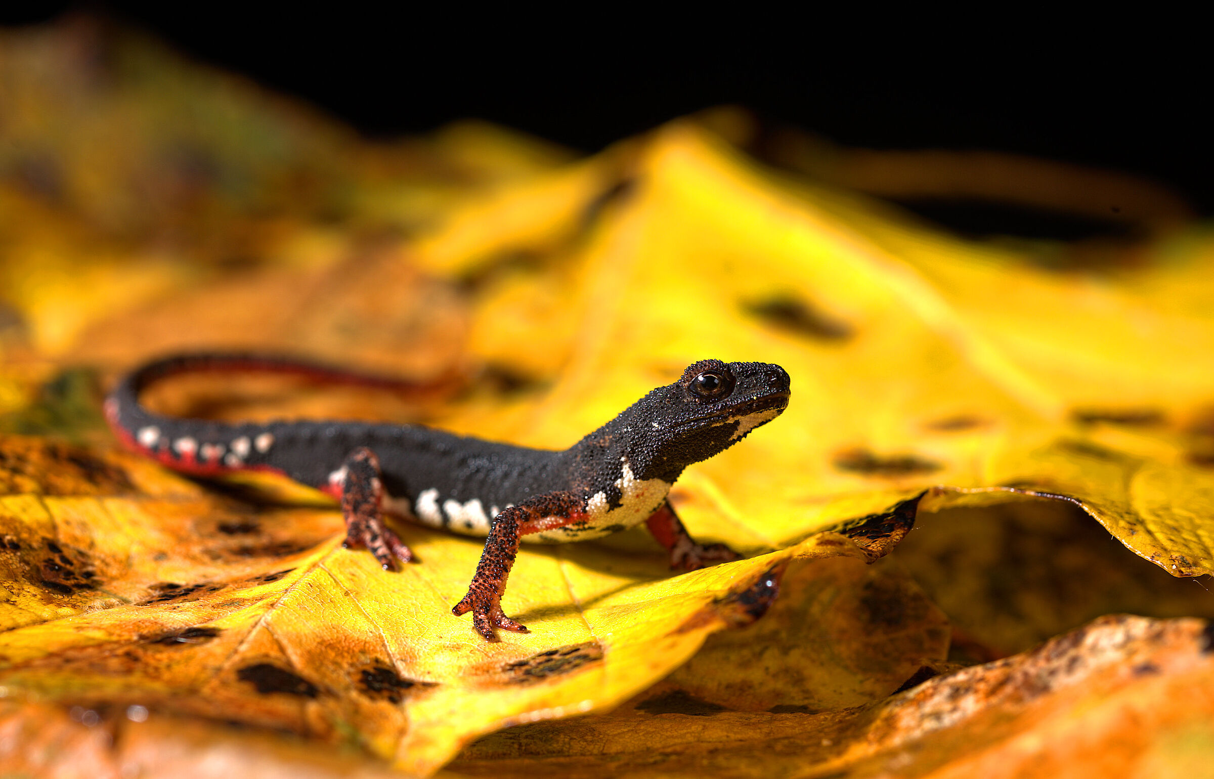 Salamandrina dagli occhiali