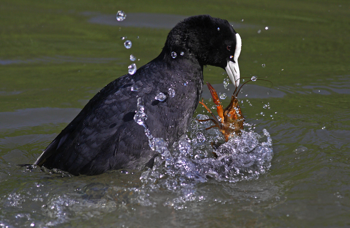 Coot - School of Fisheries