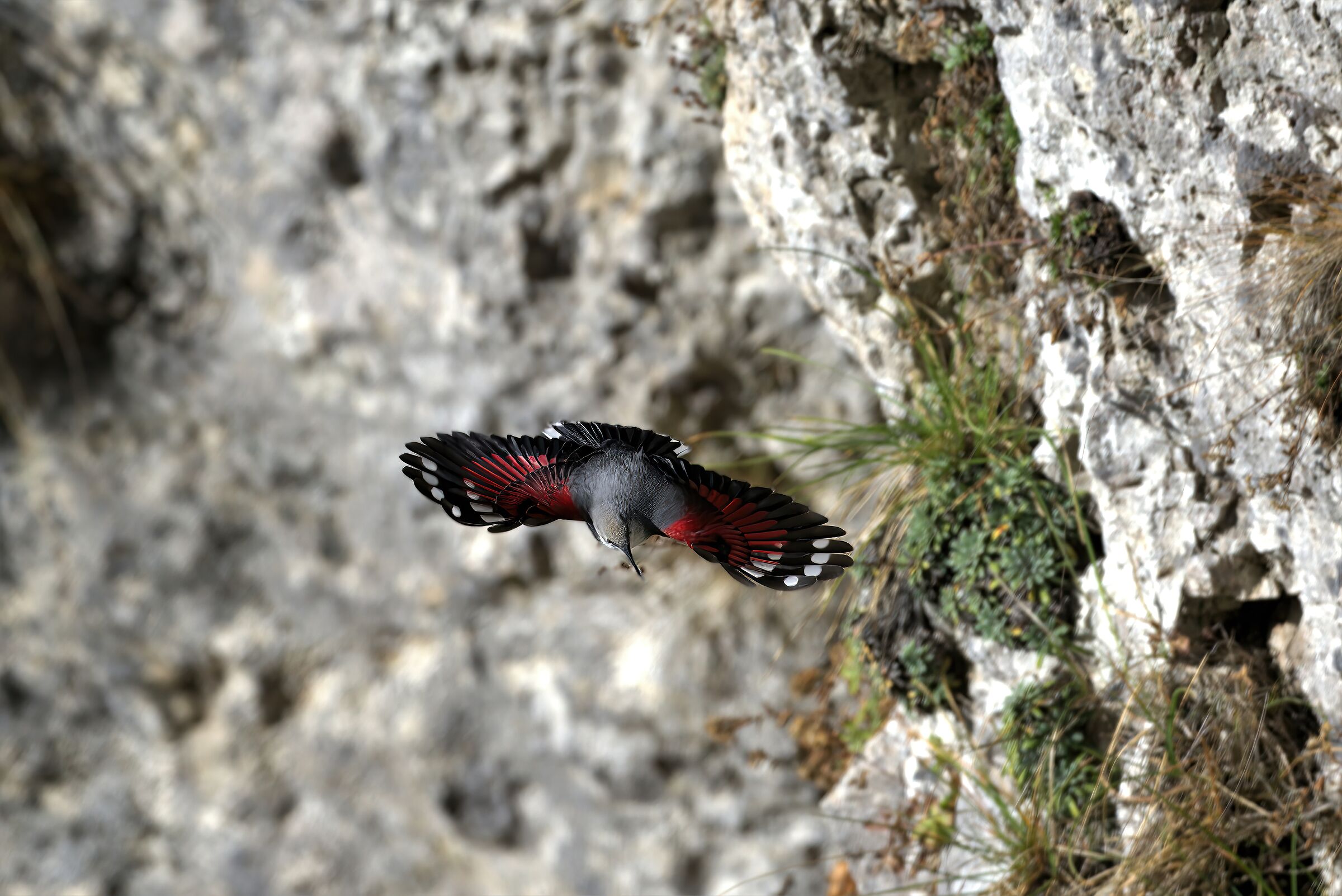 wallcreeper