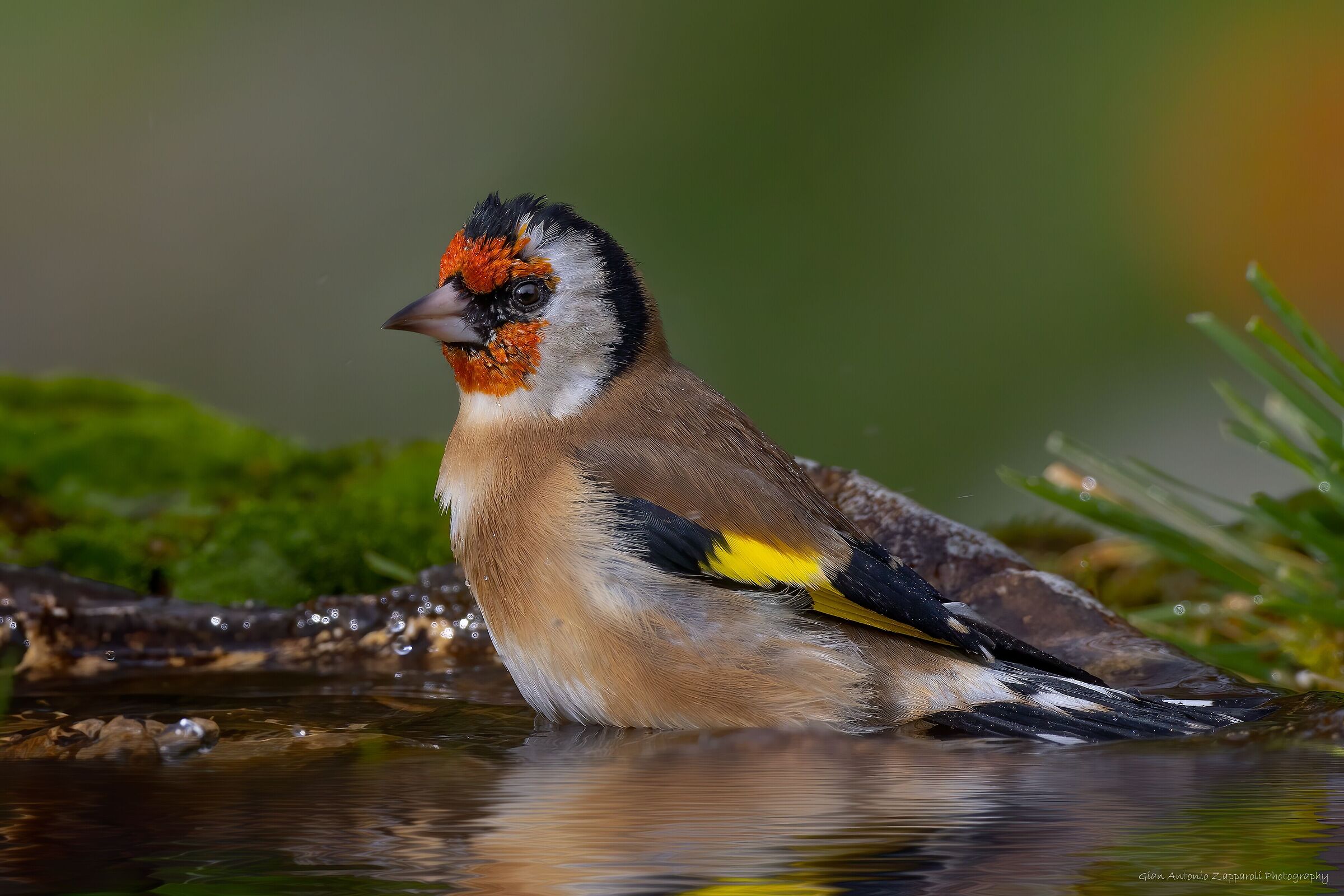 Cardellino (Carduelis carduelis)
