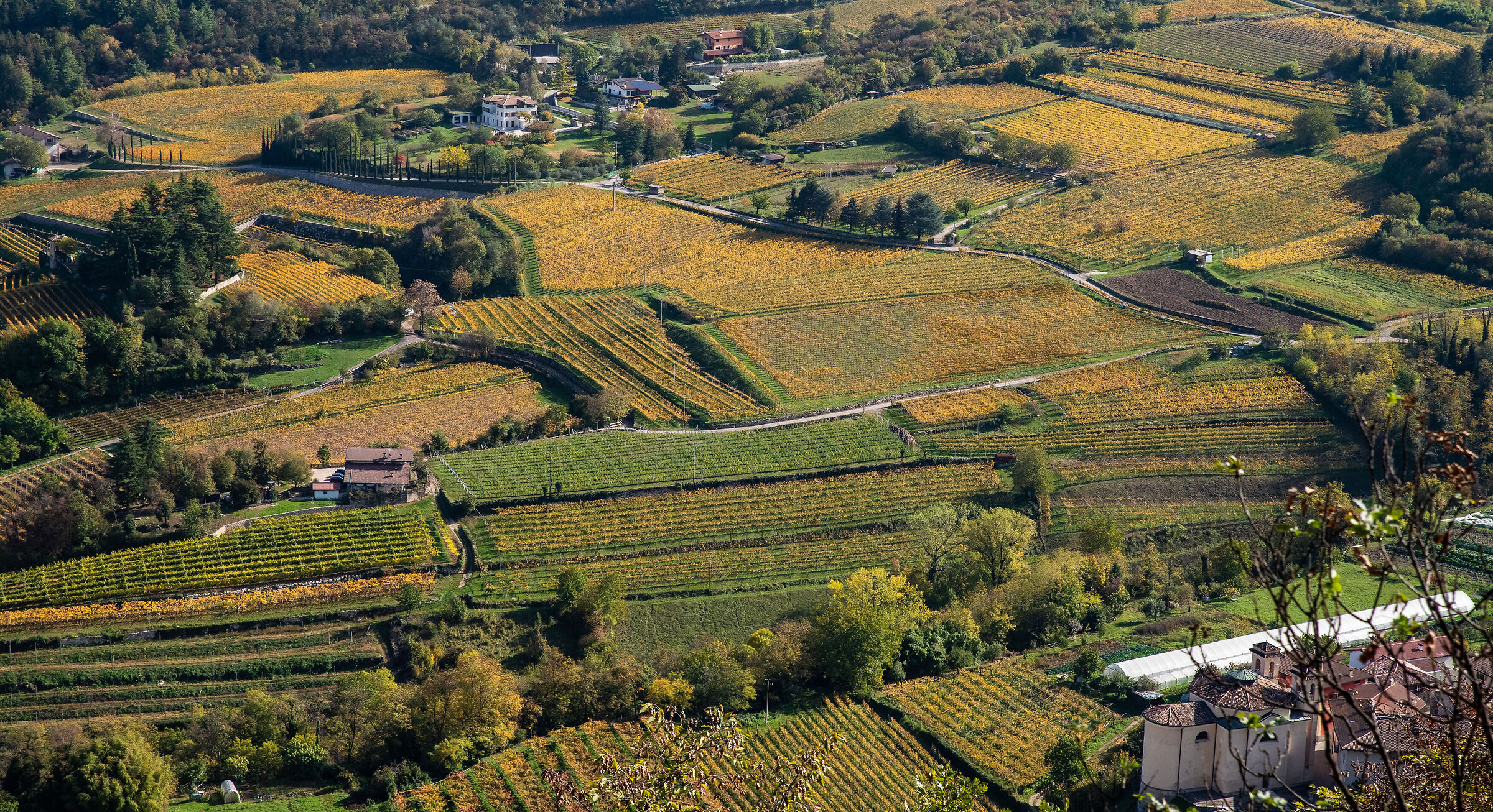 Besagno vineyards in Trentino