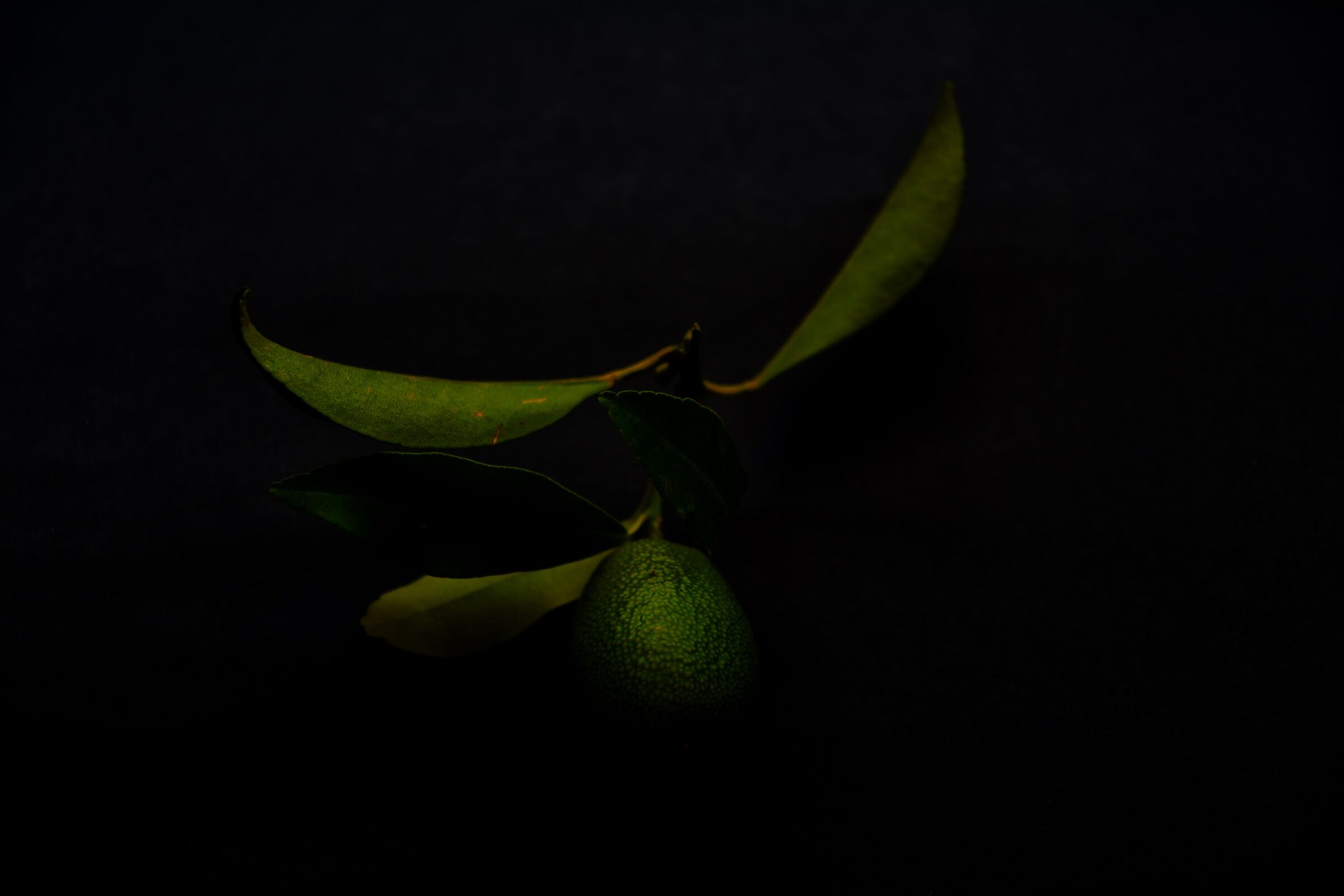 Un vago odore di verde