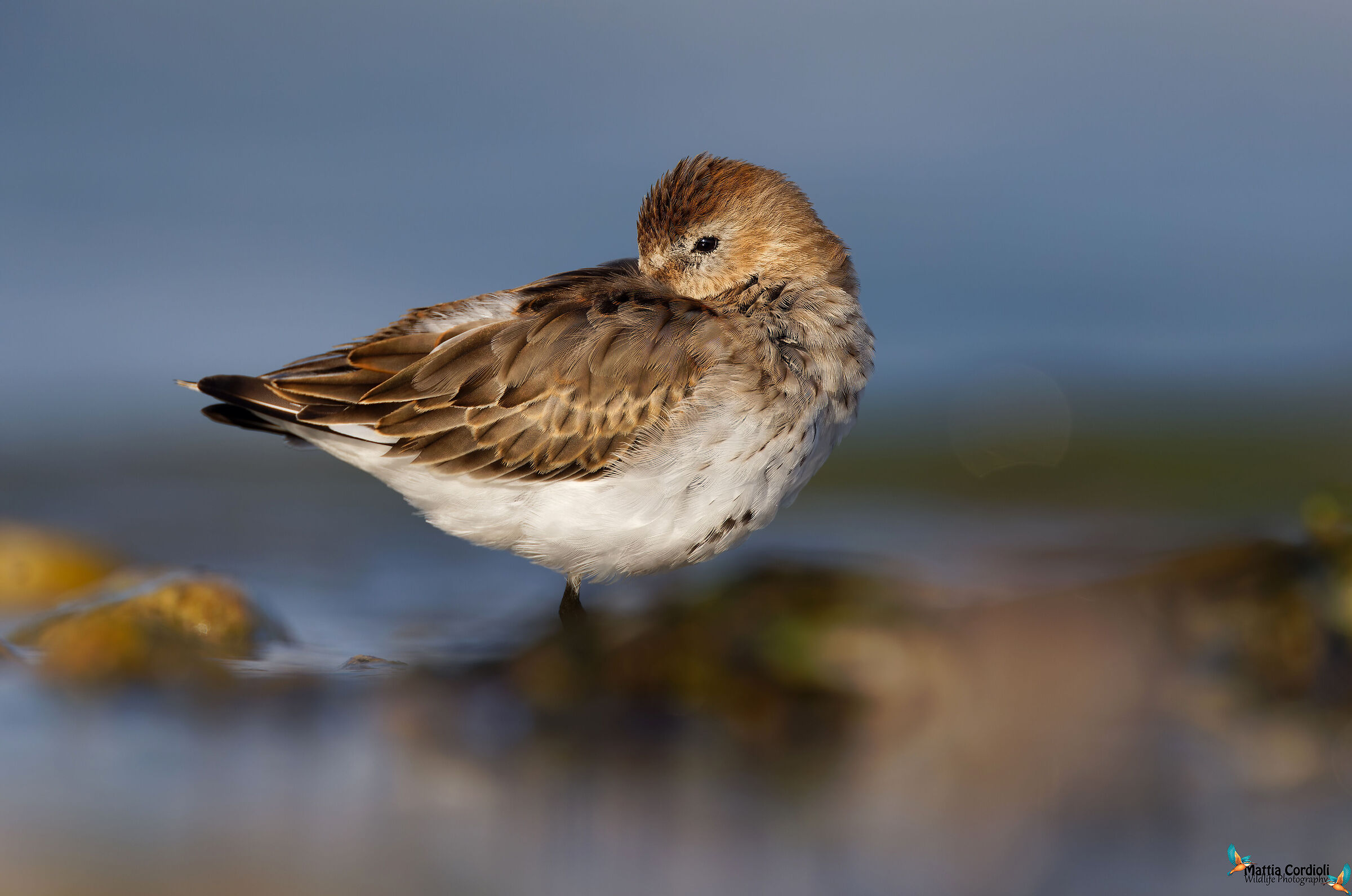 Dunlin