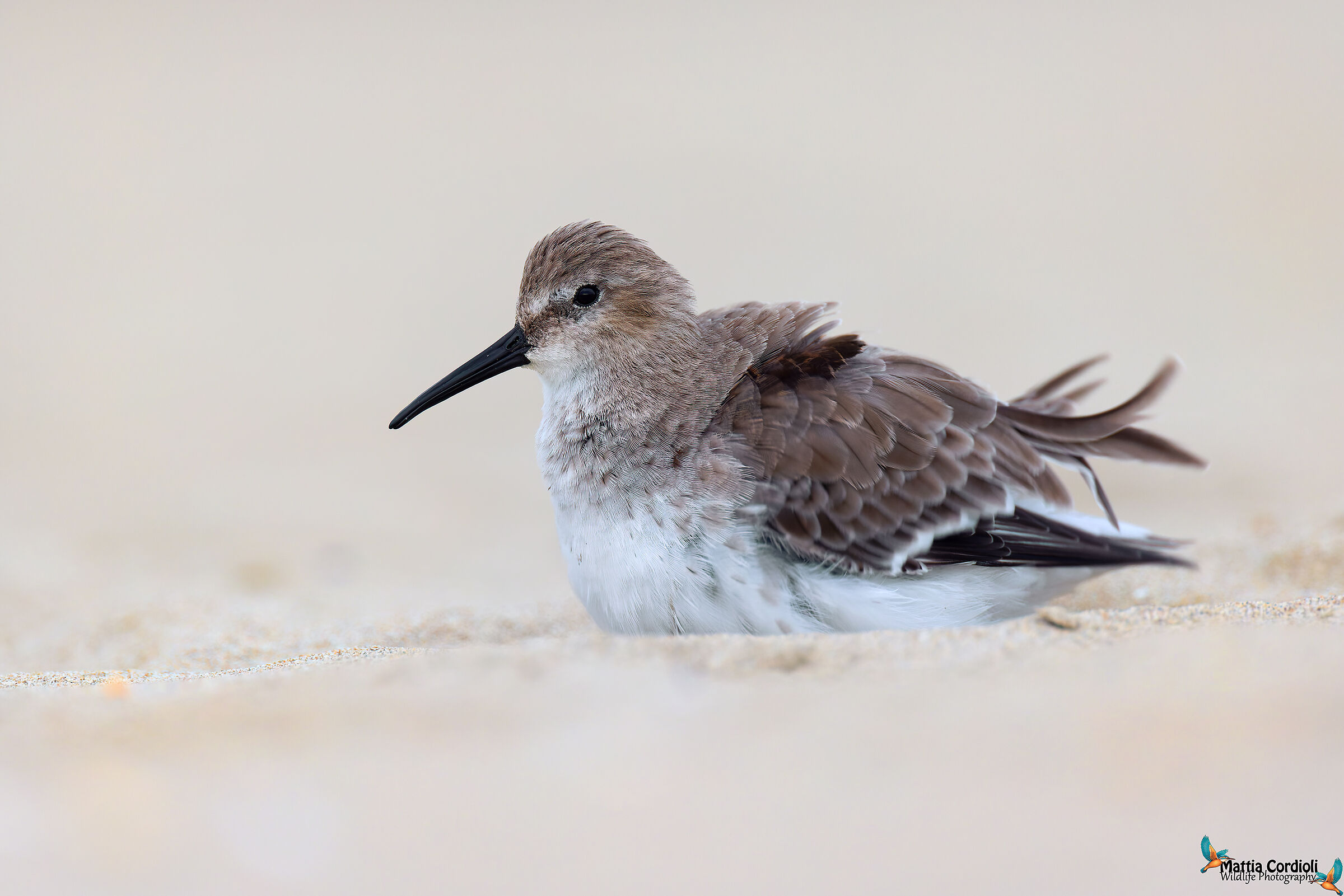 dunlin