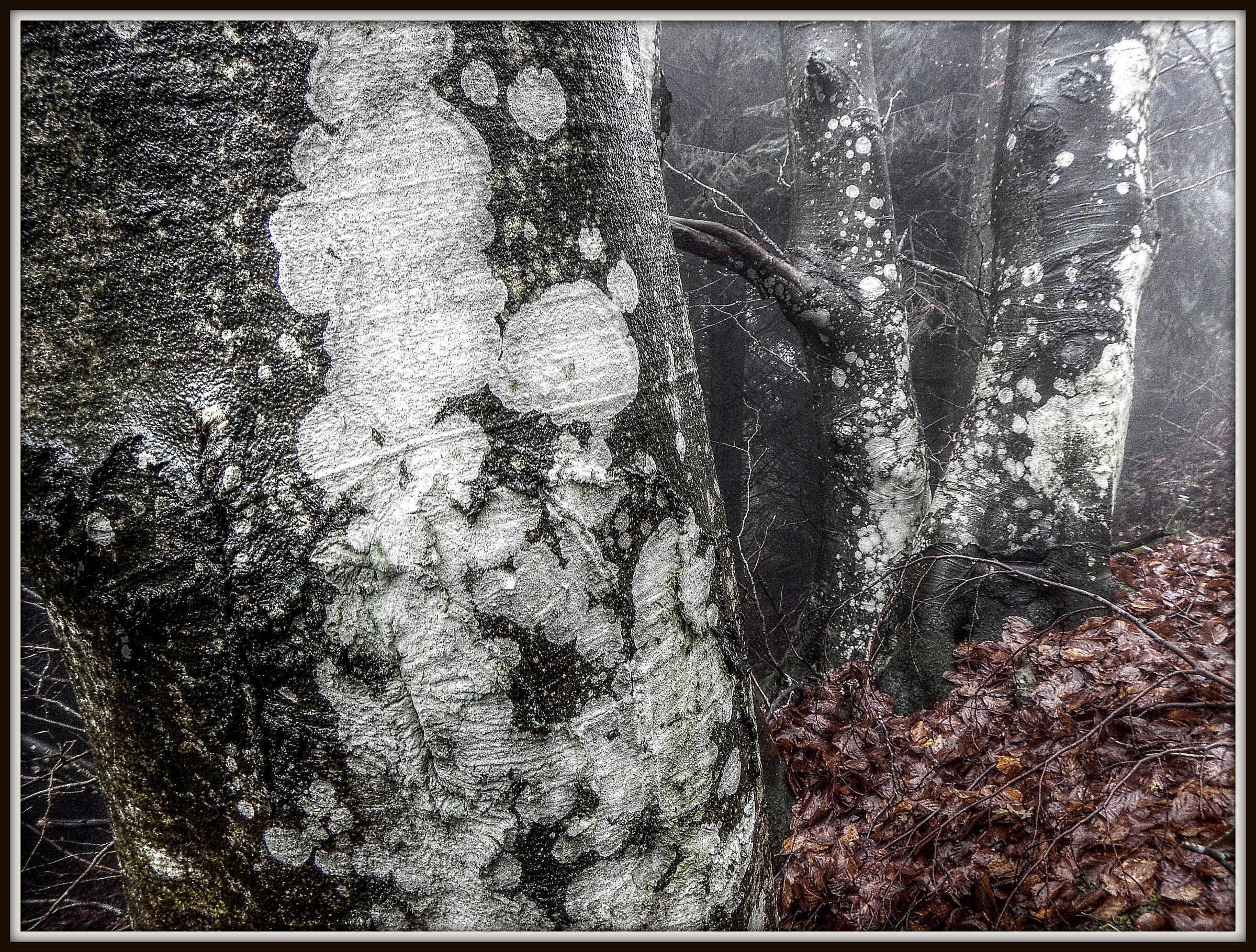 Wild bodies