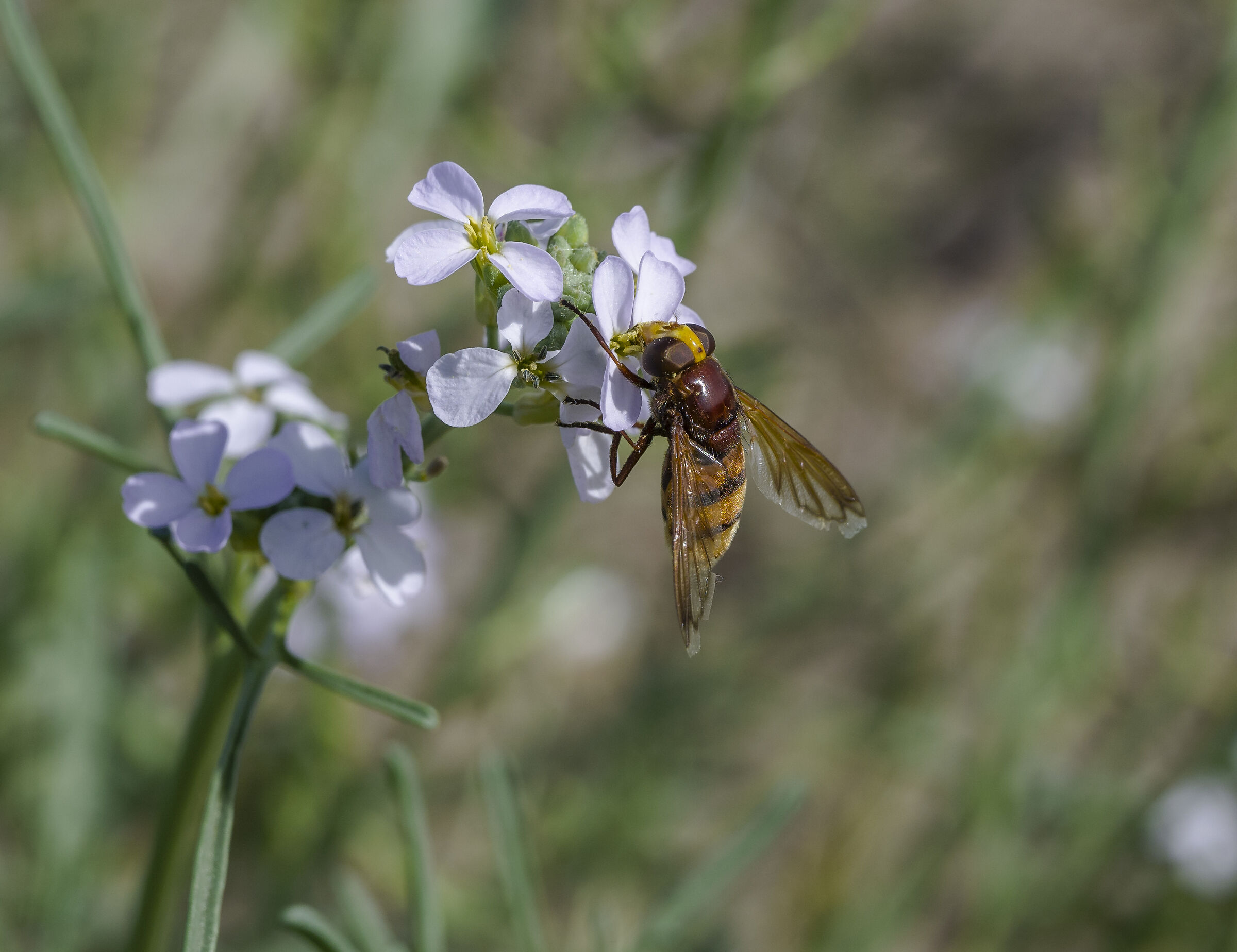 Zonal volucella