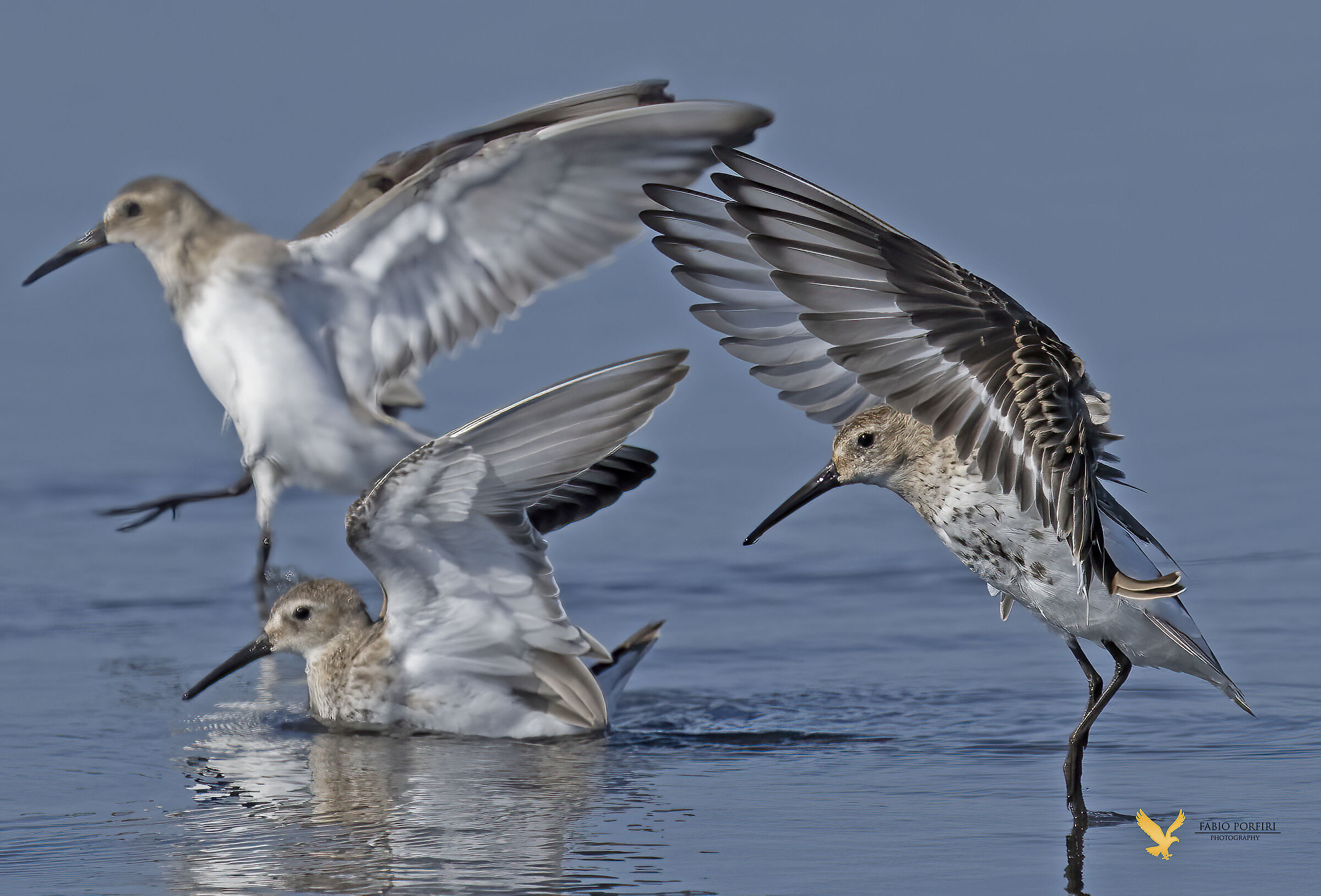 piani di MAF ... Piovanello pancianera