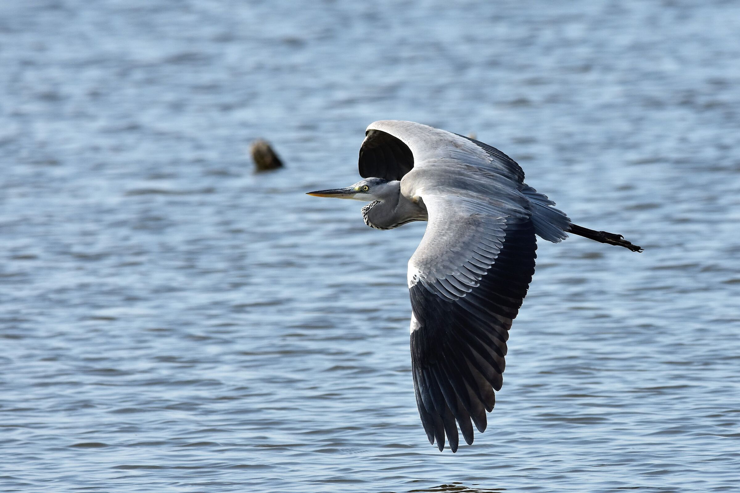 Grey heron