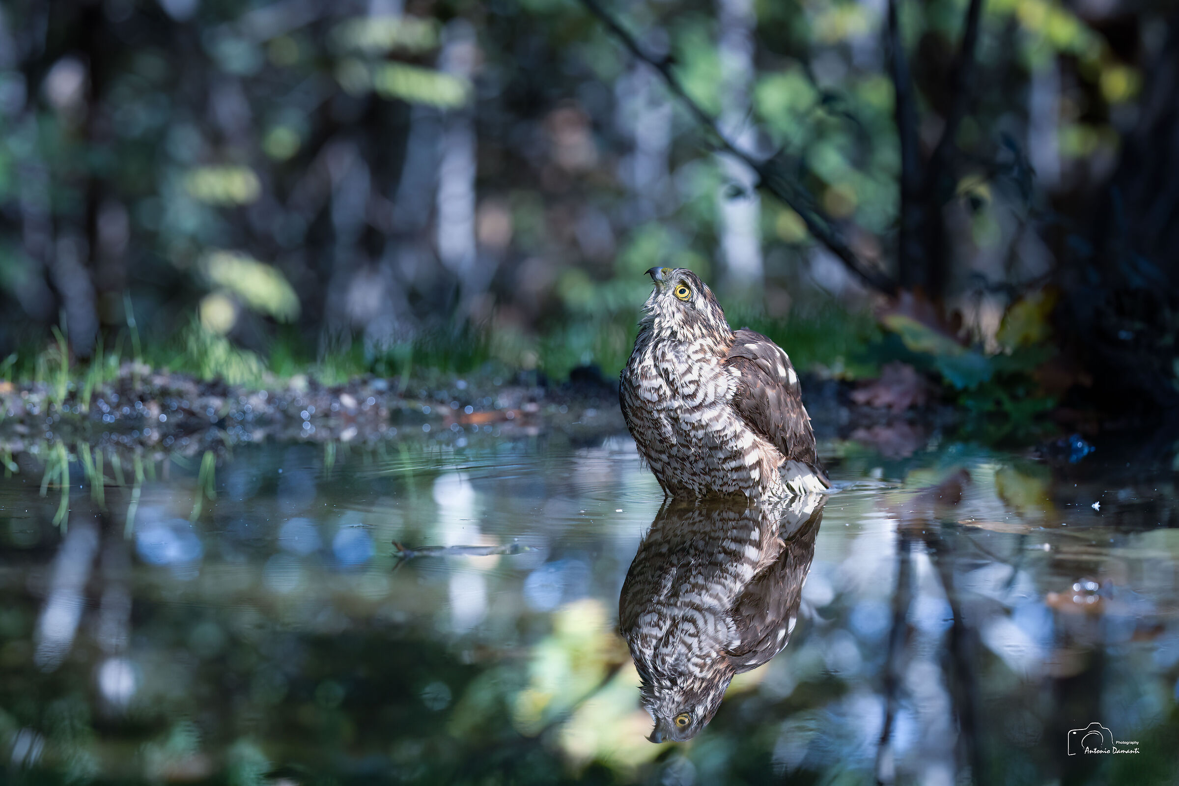 The Sparrowhawk