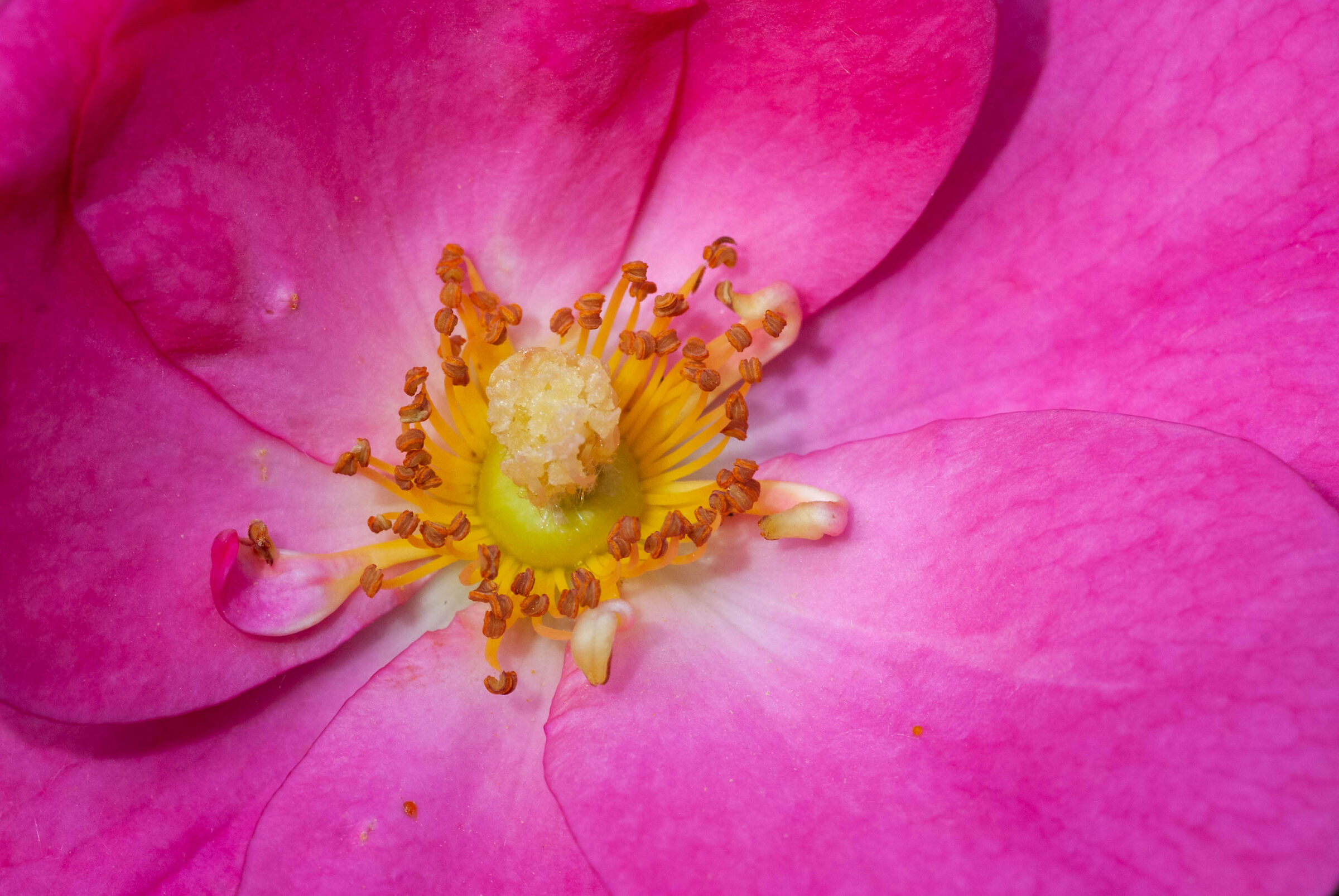 if they are roses... Watch out for thorns