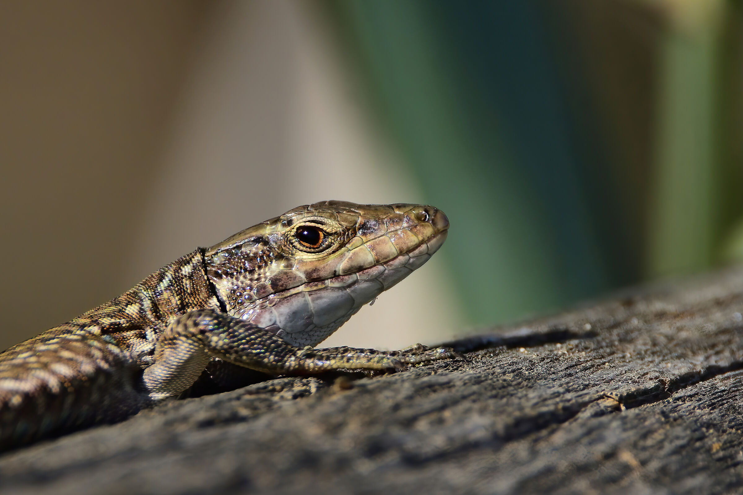 Lizard