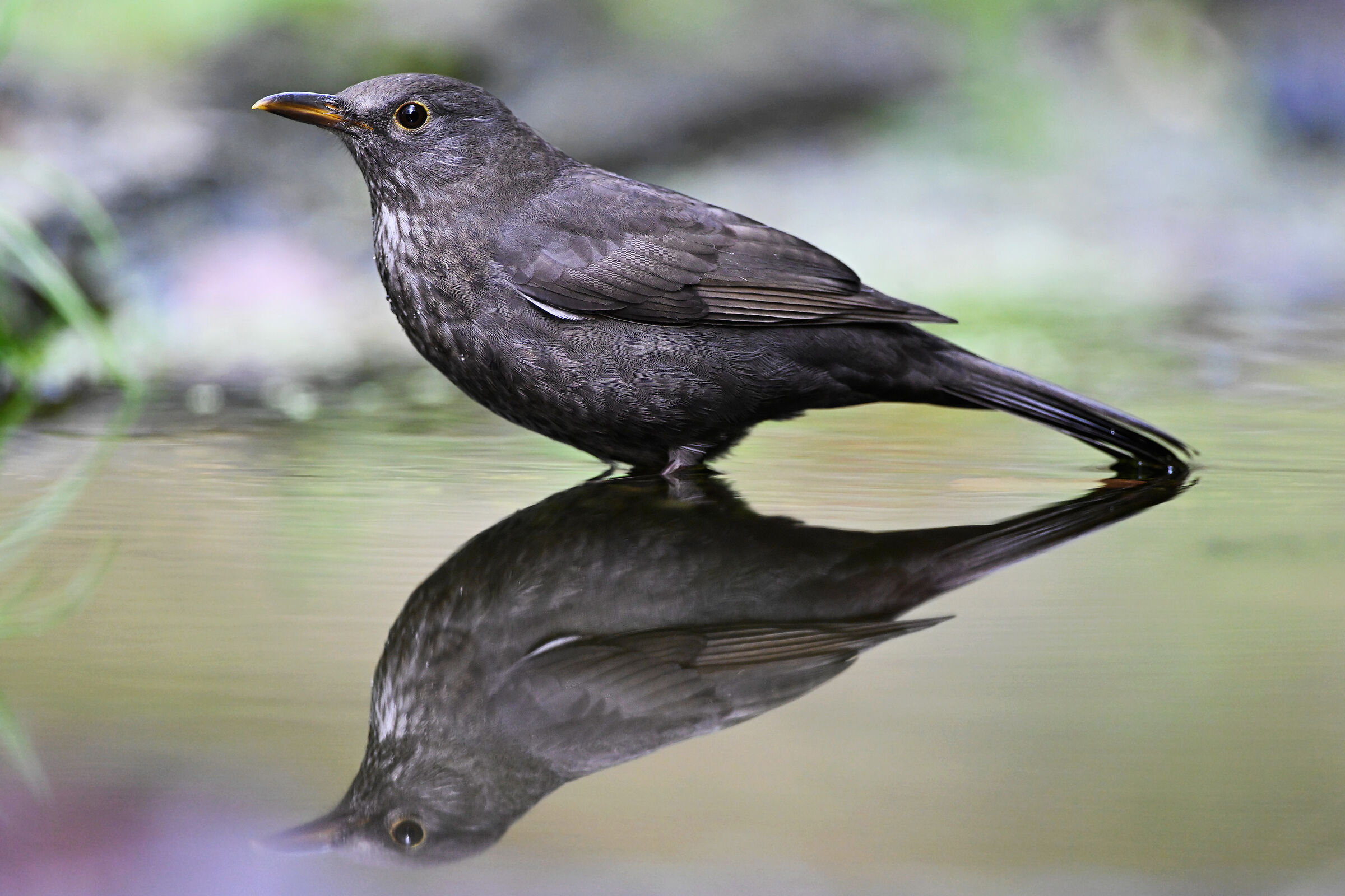 LA mia merla sospettosa...