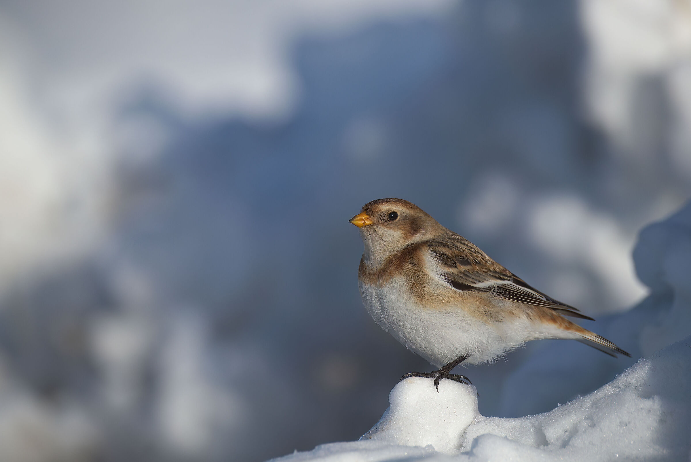 Snow bunting