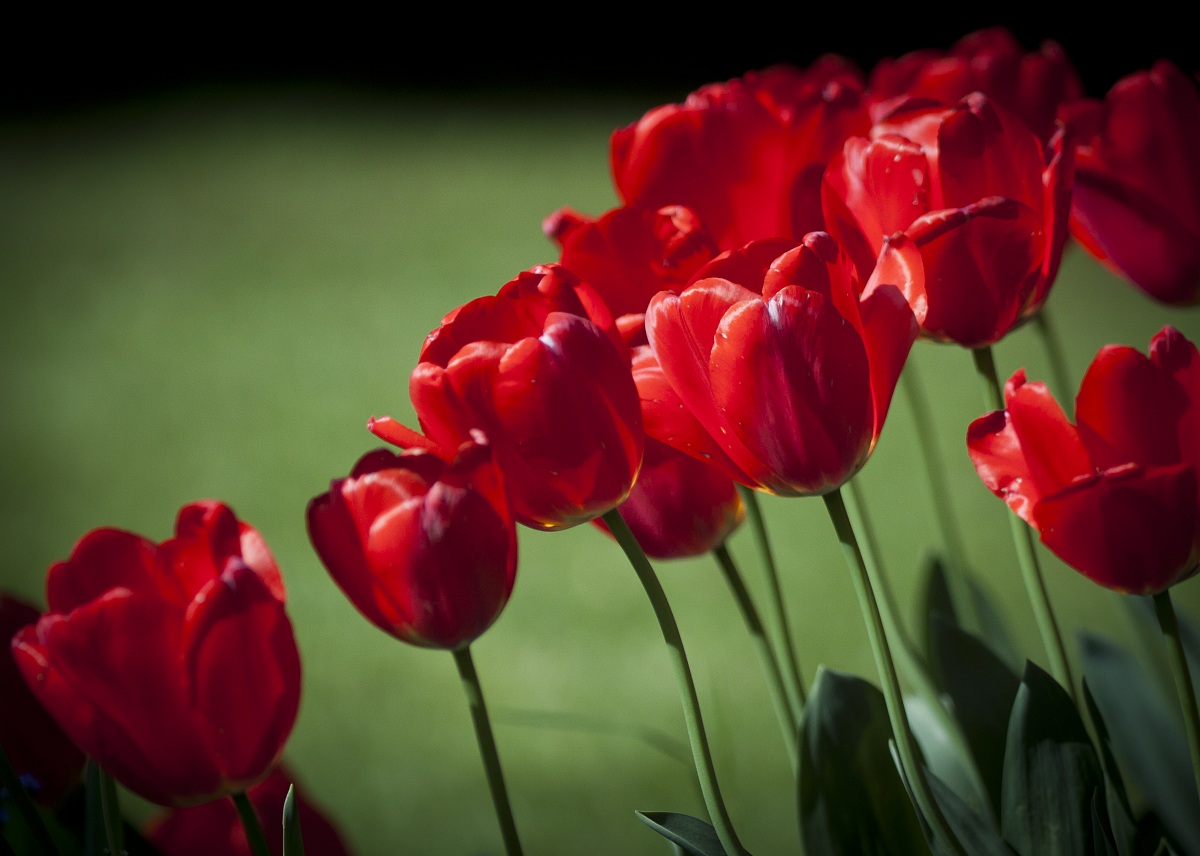 Red Tulip