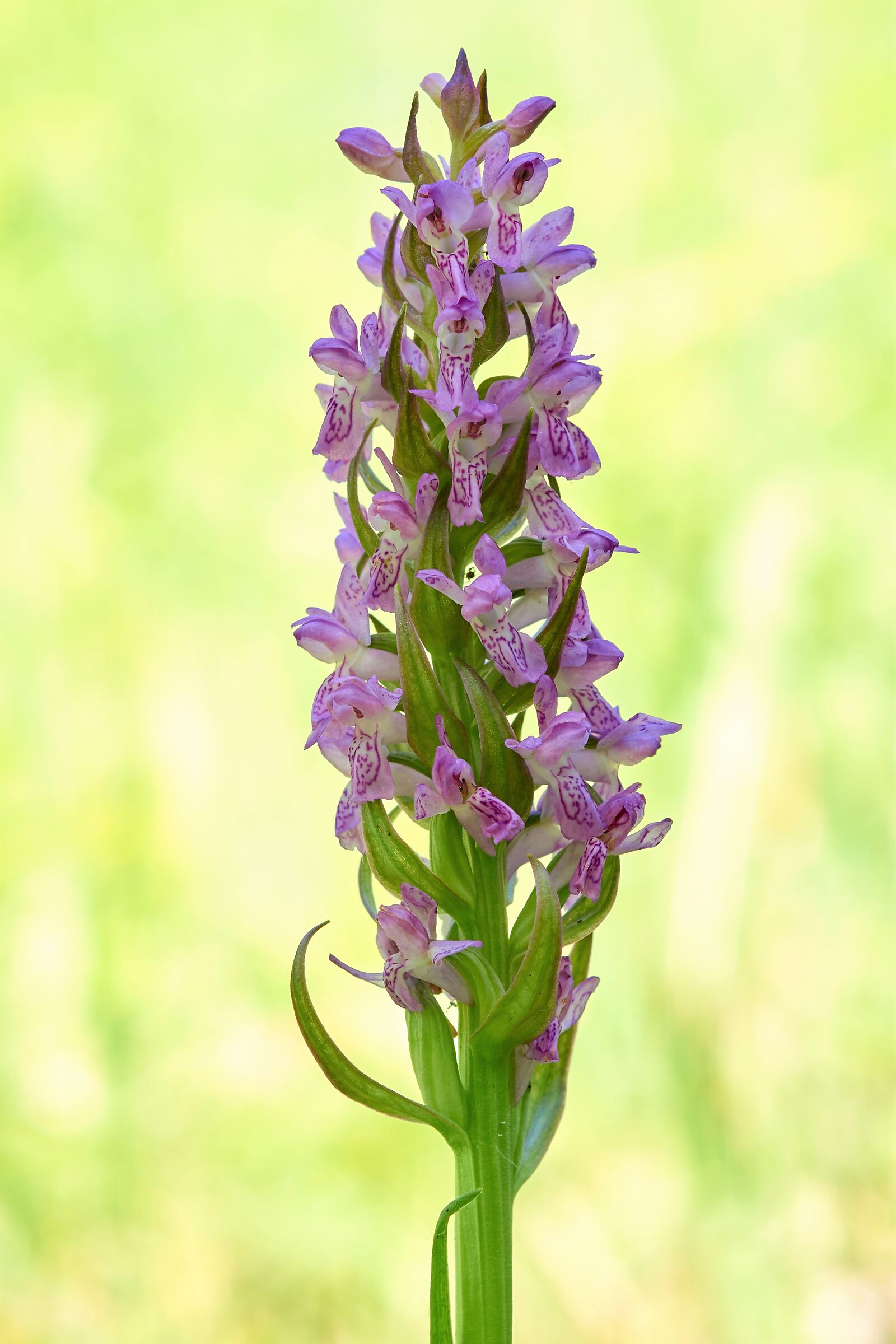 Dactylorhiza inarnata