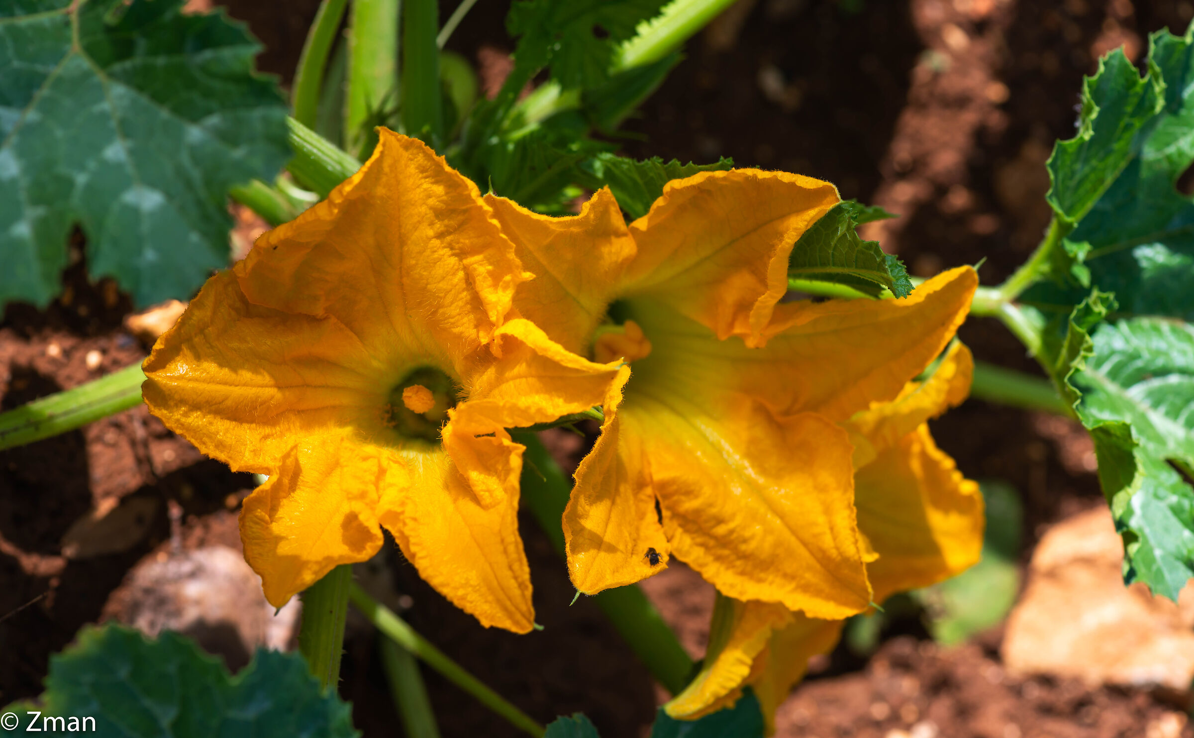 Fioritura di zucchine