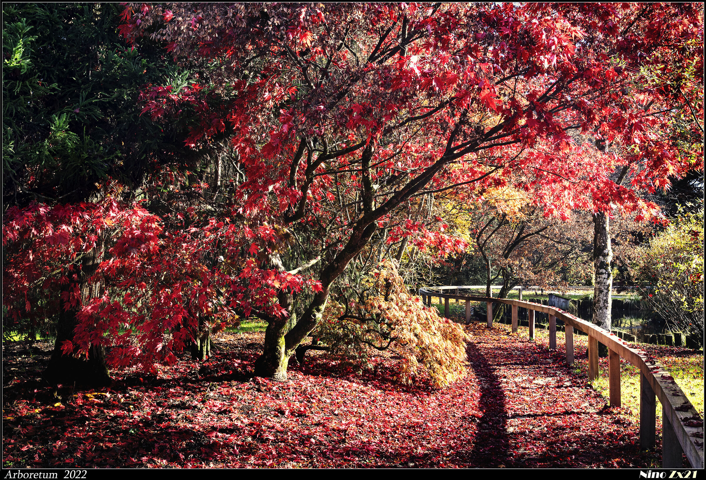 Arboretum autumn 2022