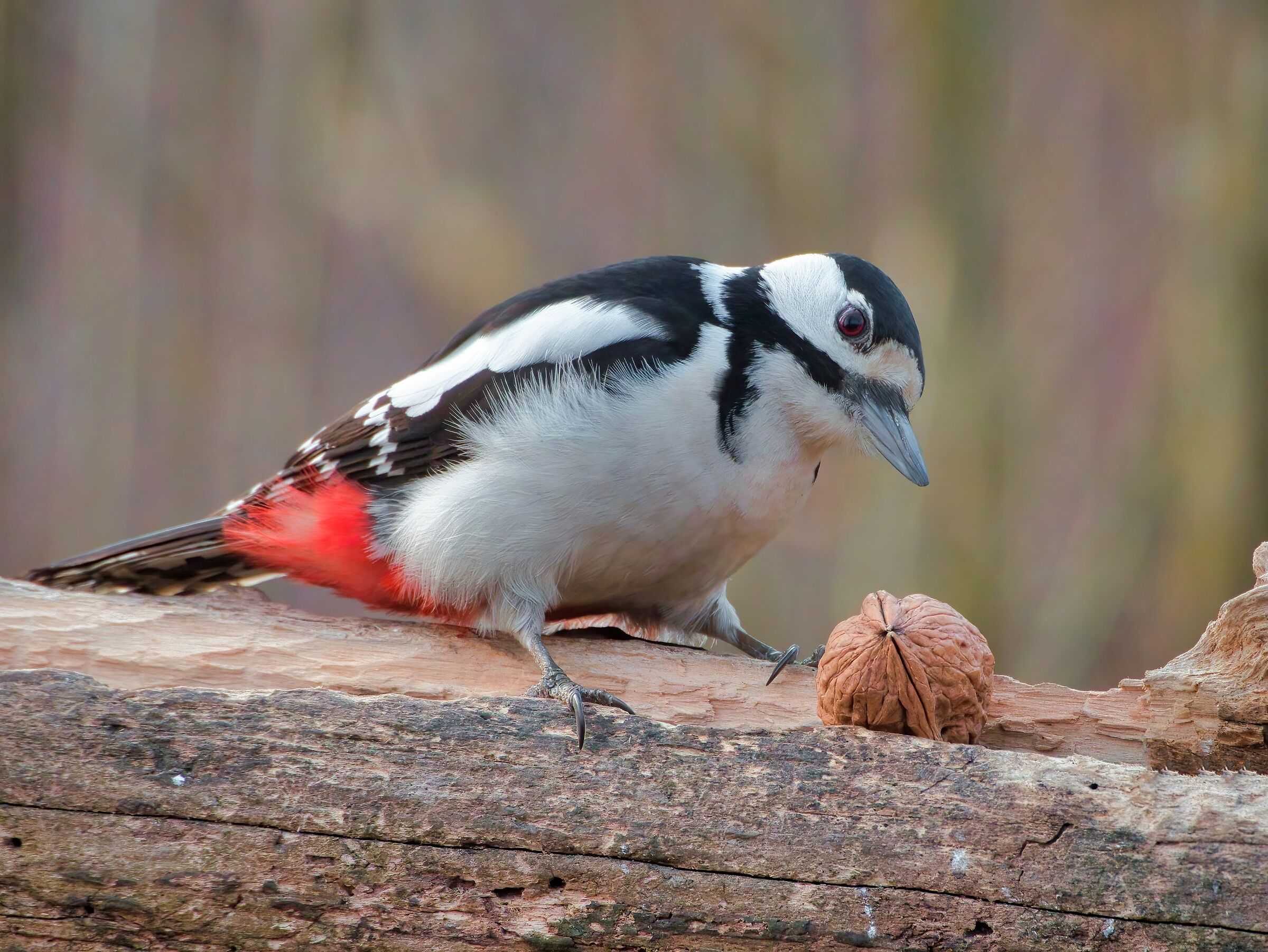 The woodpecker and the walnut